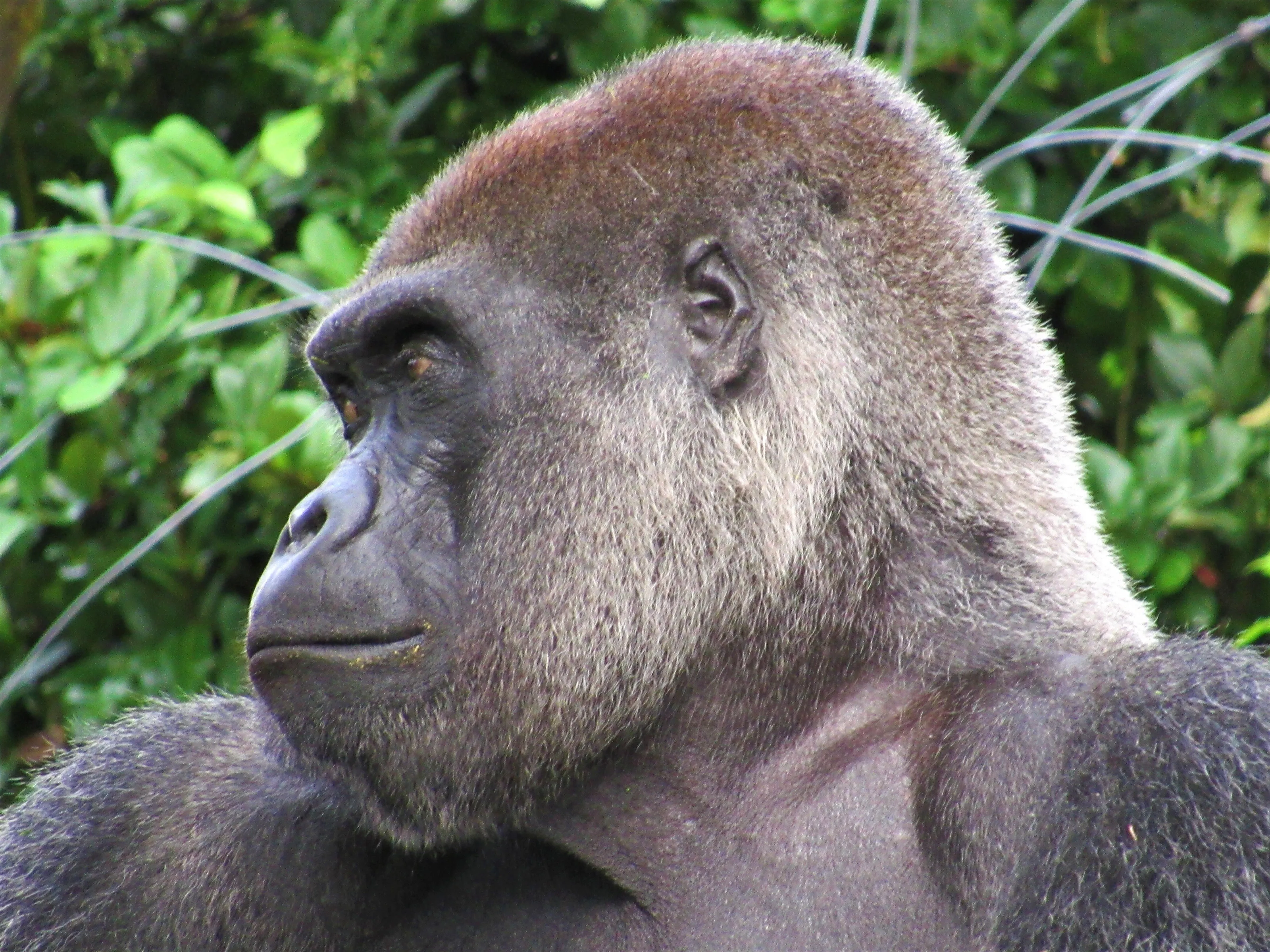 Hominidae