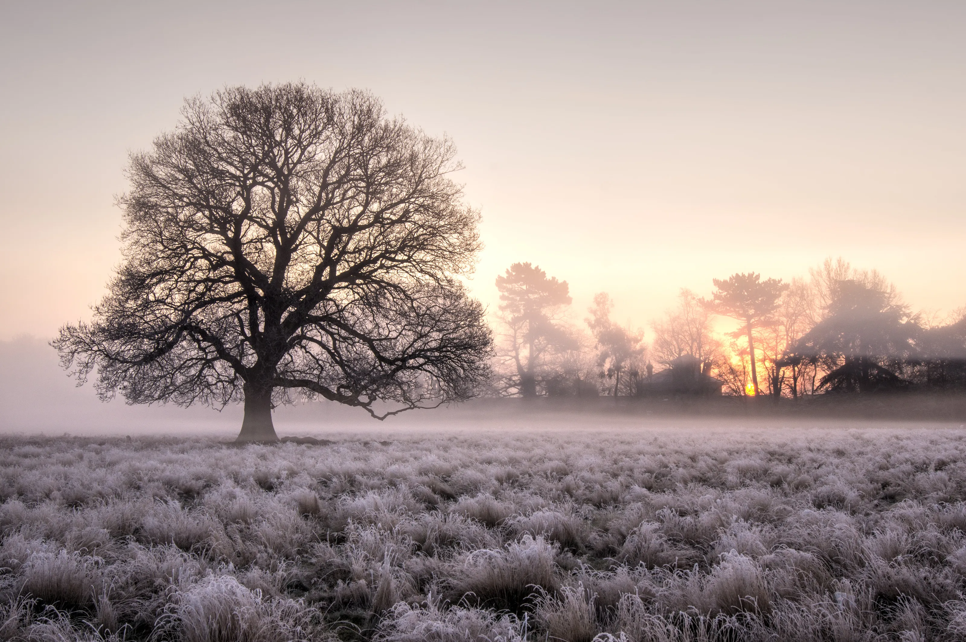 Frosty morning