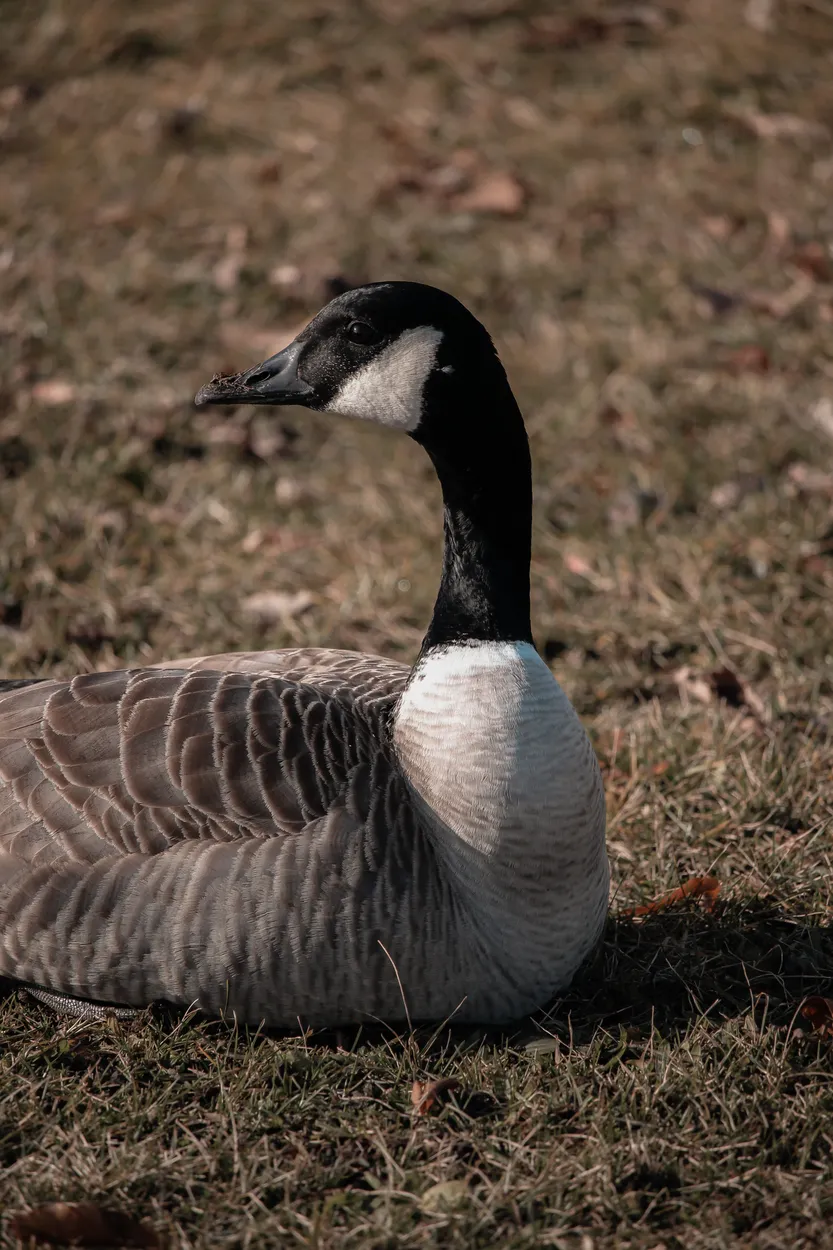 Entry 11493566