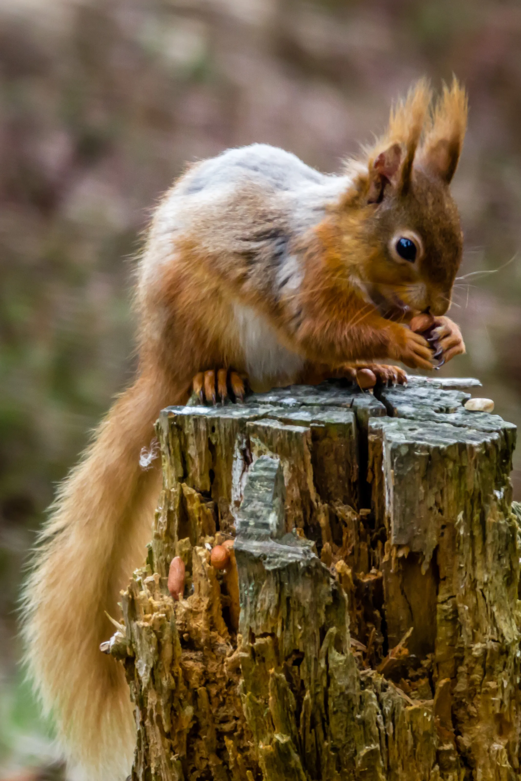 Young Red Squirrel