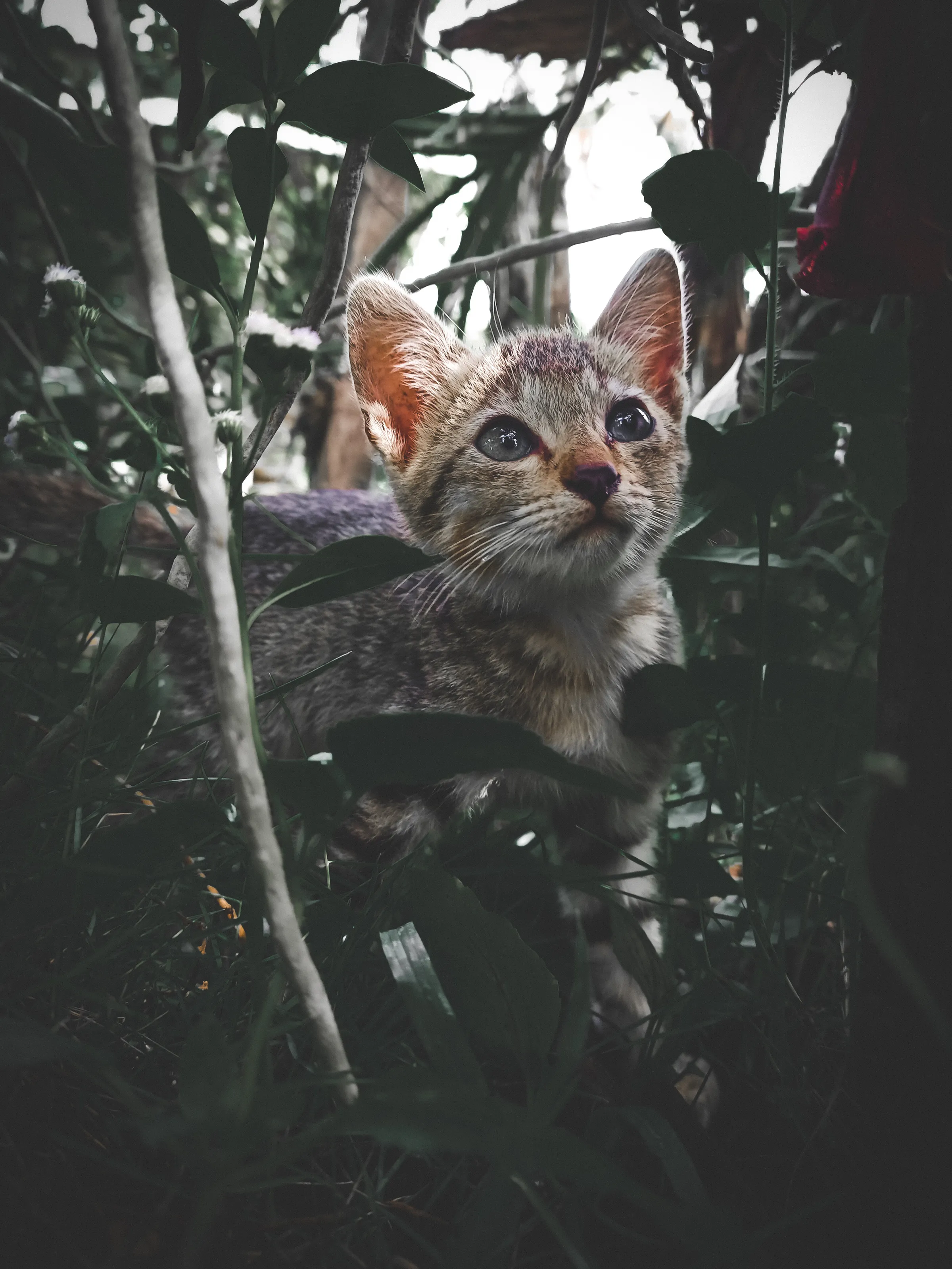 My kitten