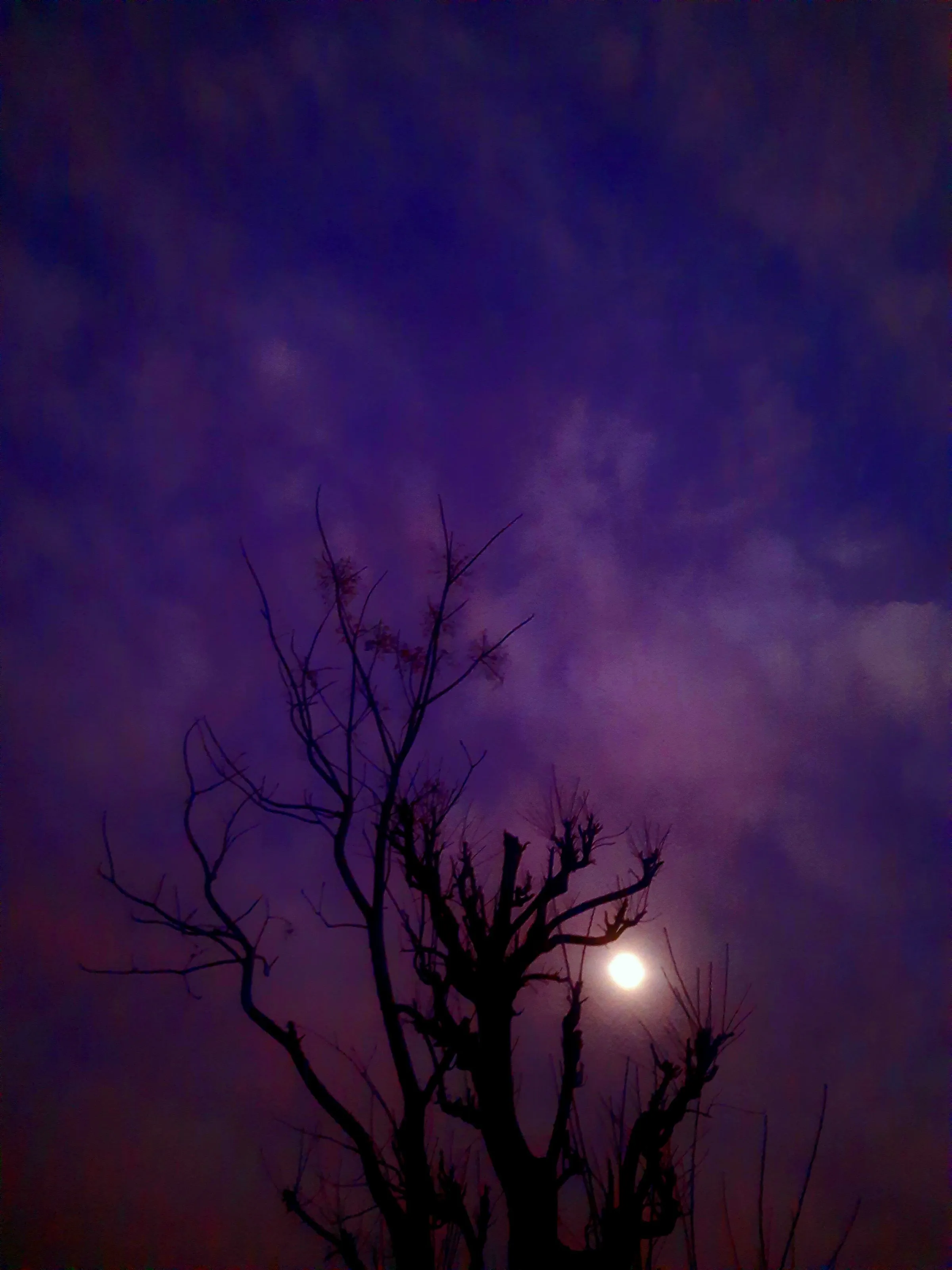 admirable beauty of leave less tree