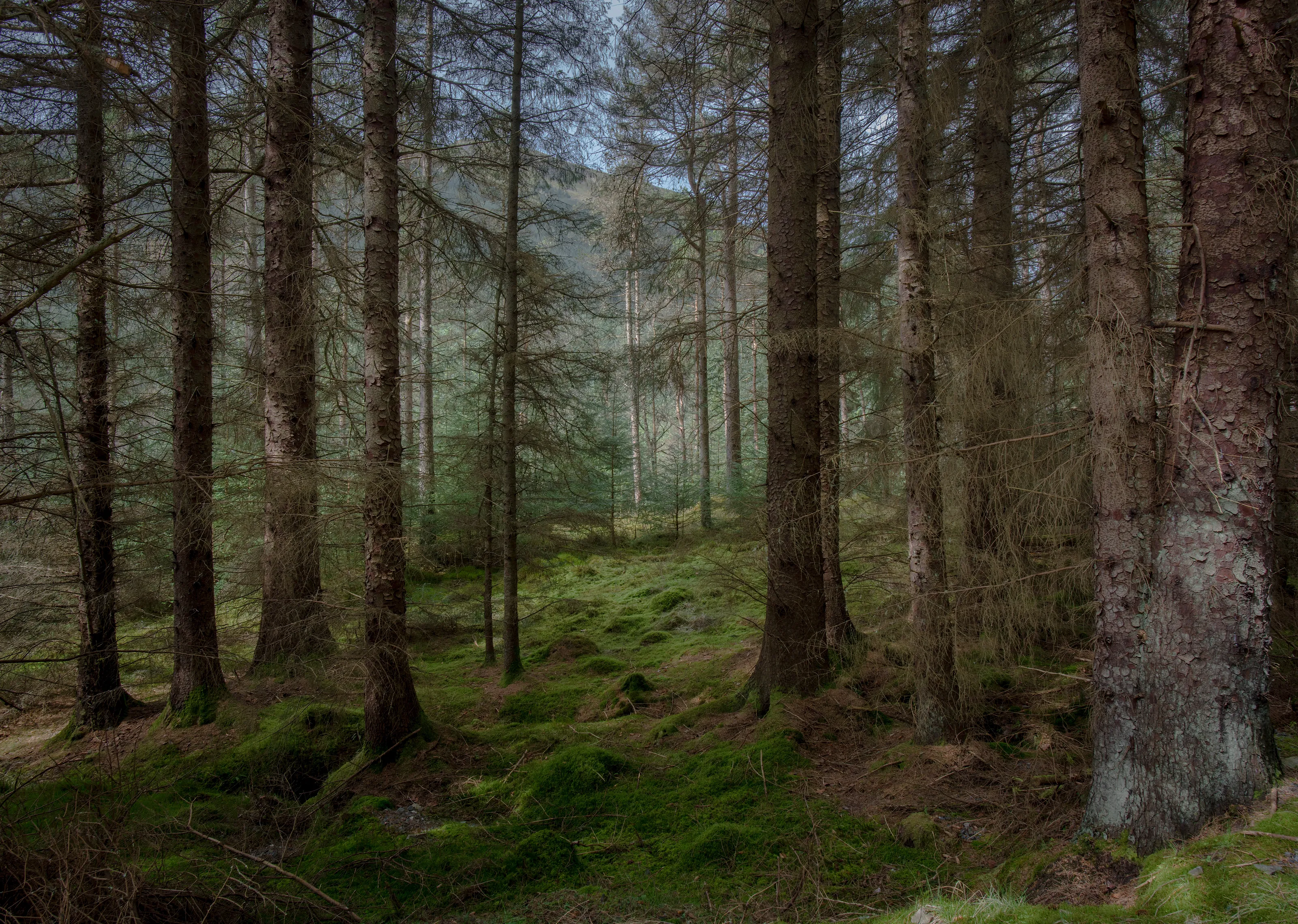 Scottish woodland