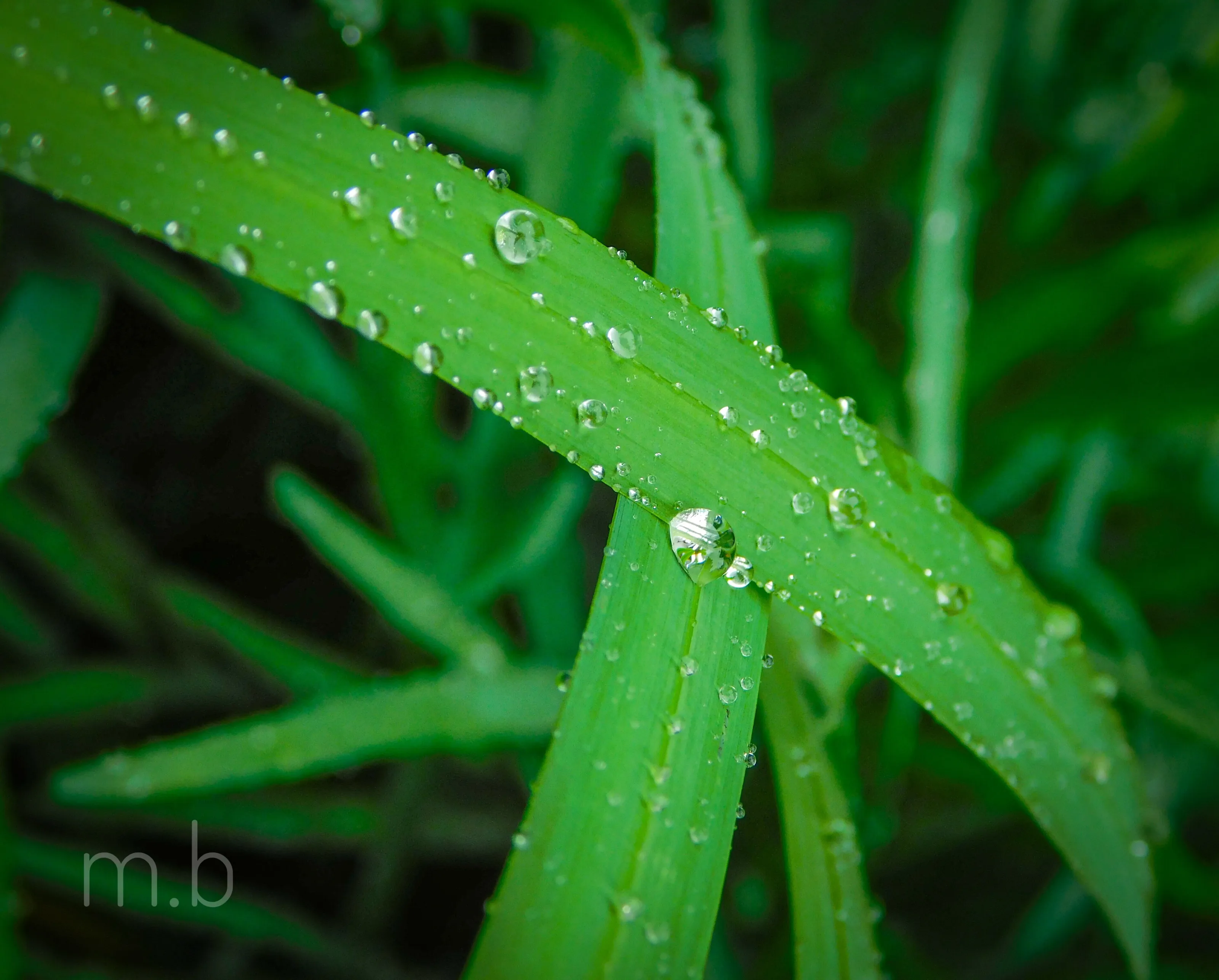 Green Rain
