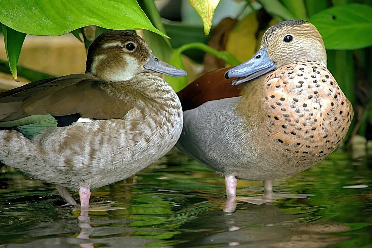 Entry 11507348