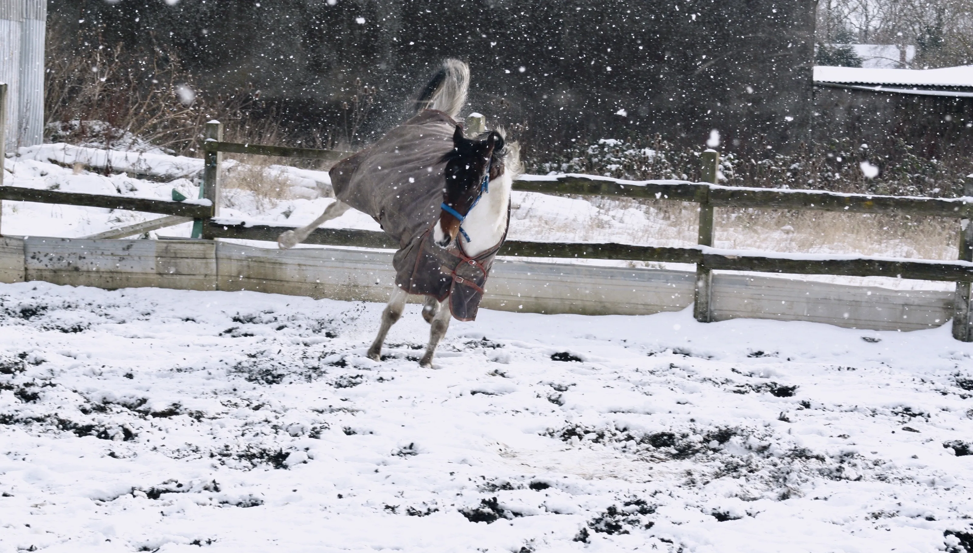 Milo In The Snow