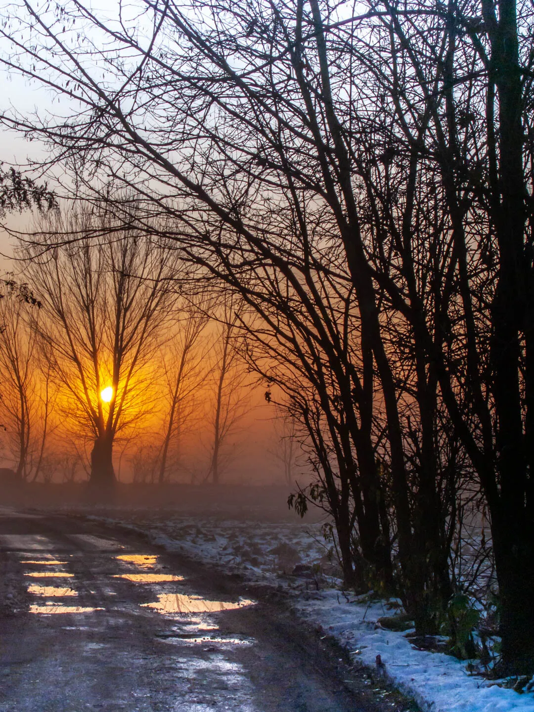 Trres in a foggy winter day
