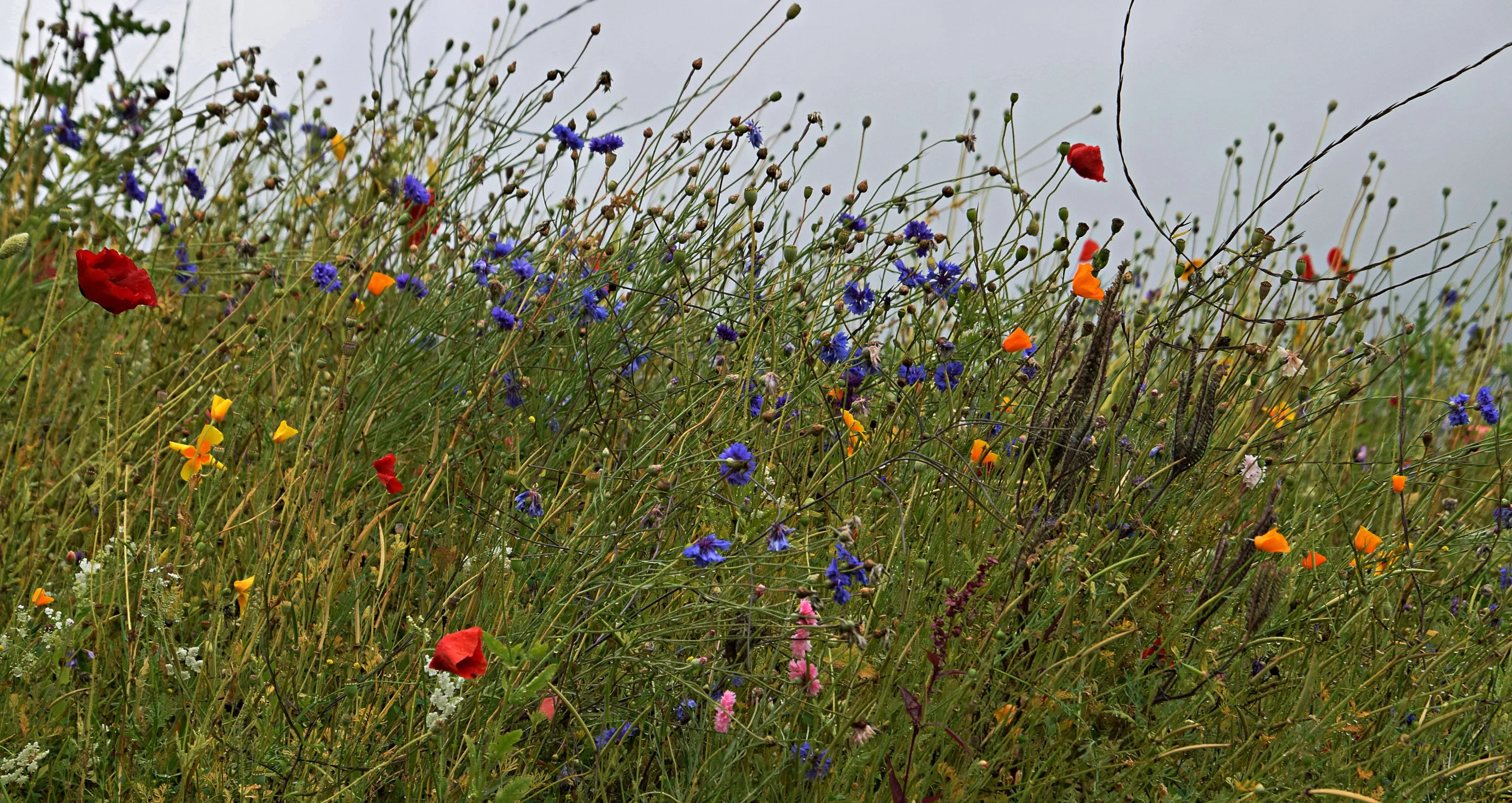 #wildflowers#meadow#chatwsworthgardens