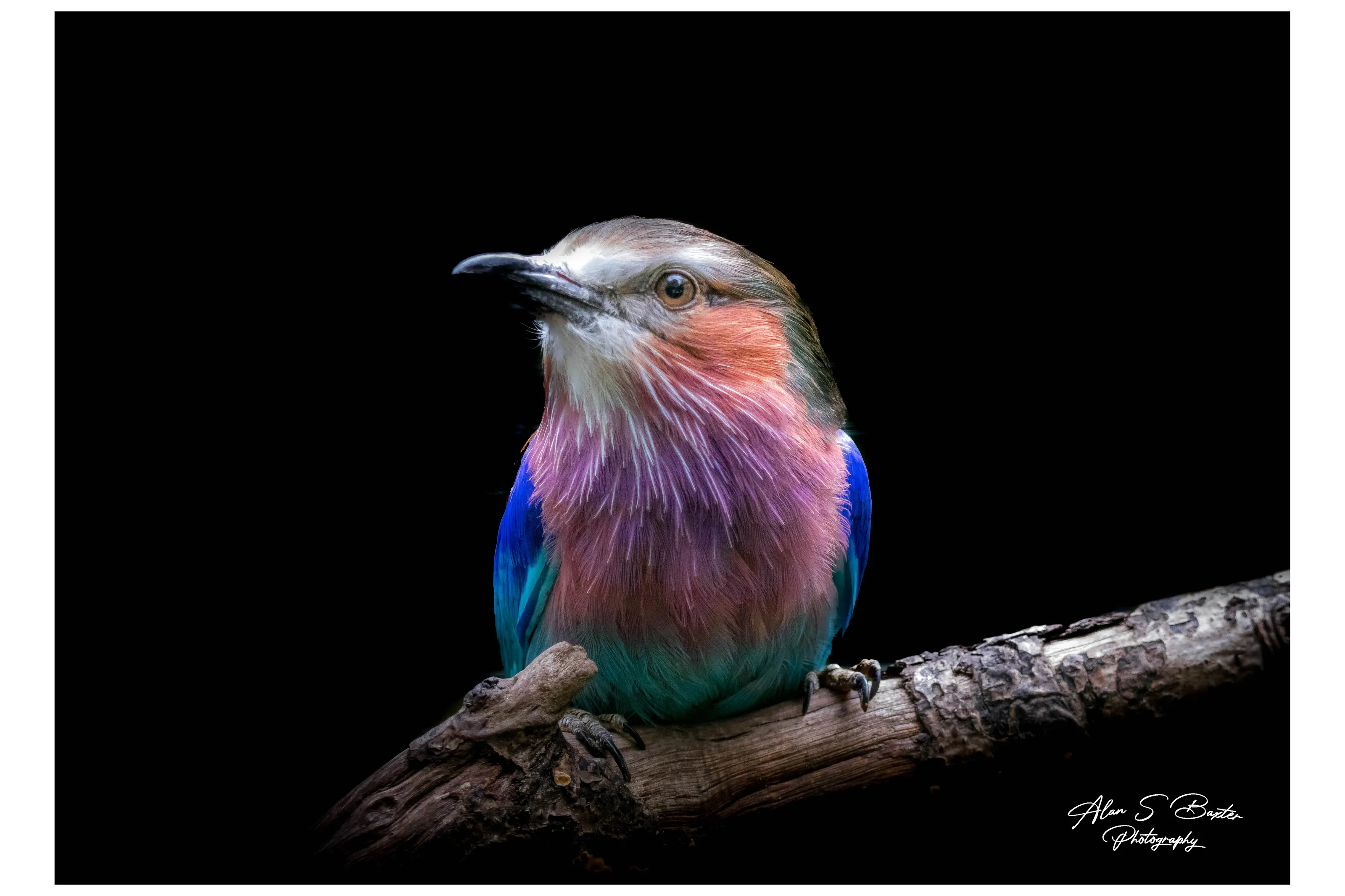 Lilac roller