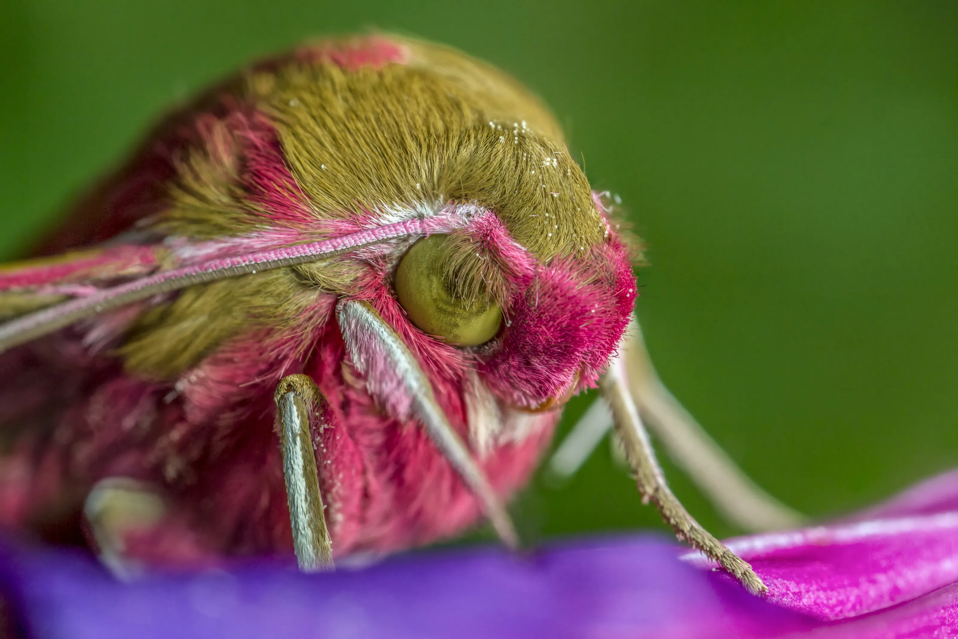 Elephant Hawk-moth (Deilephila elpenor)
