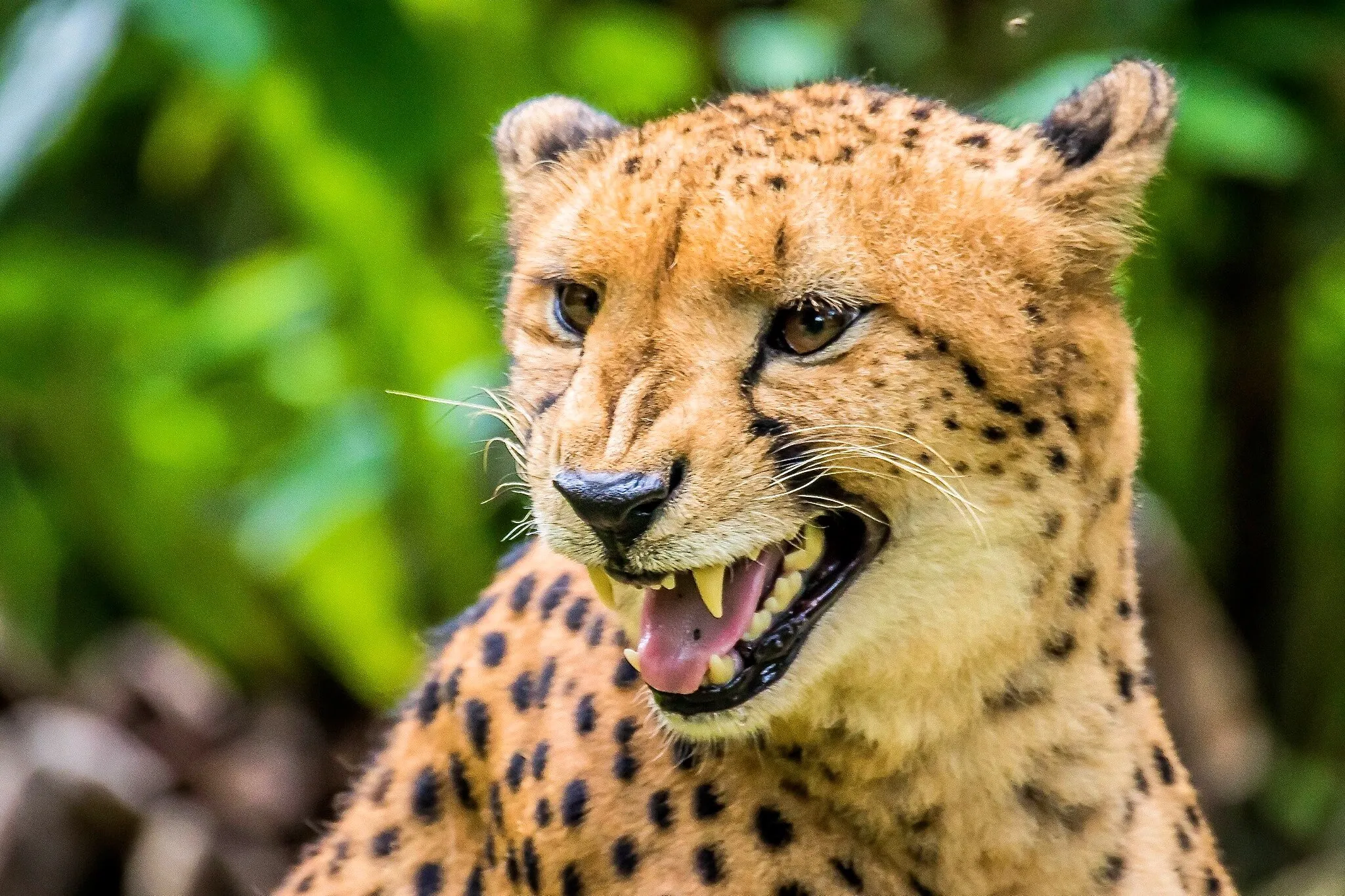 Cheetah Smile