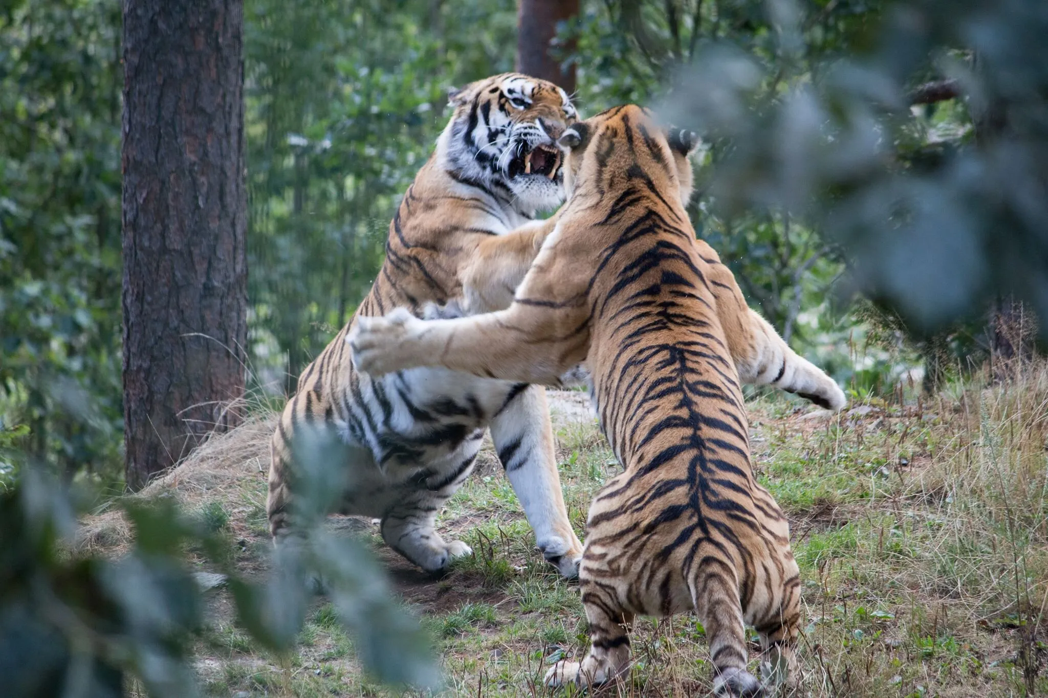 Cat Fight