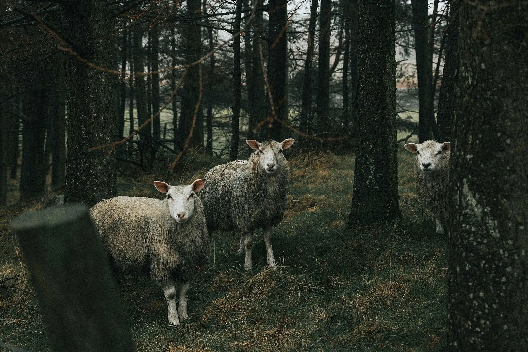 The silence of the sheep...