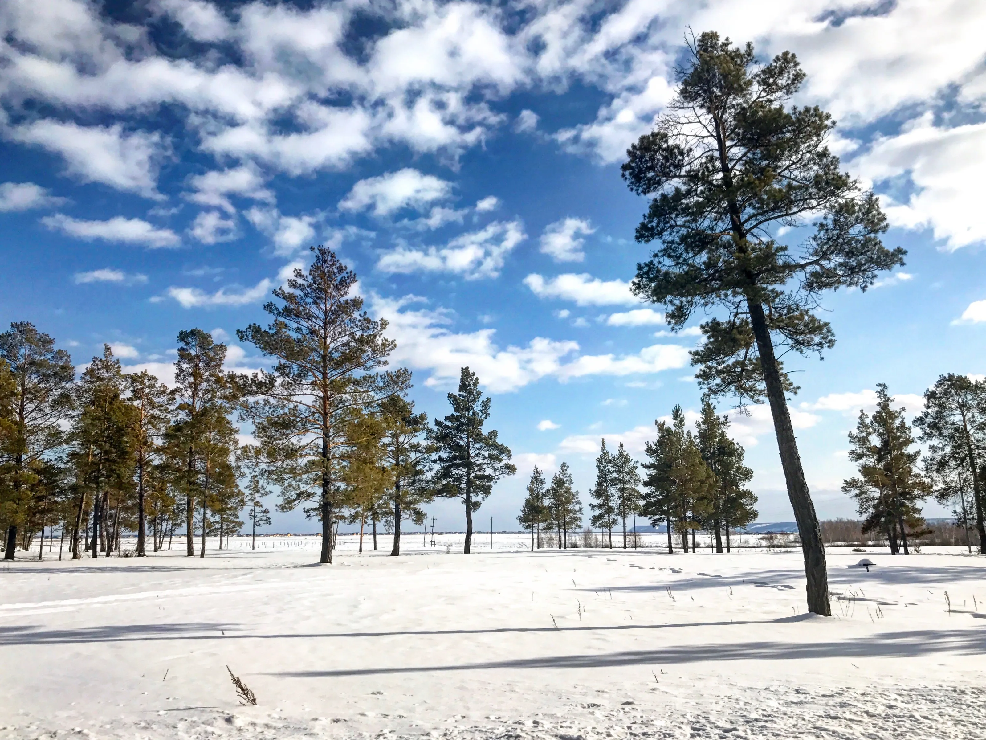 Siberian Spring