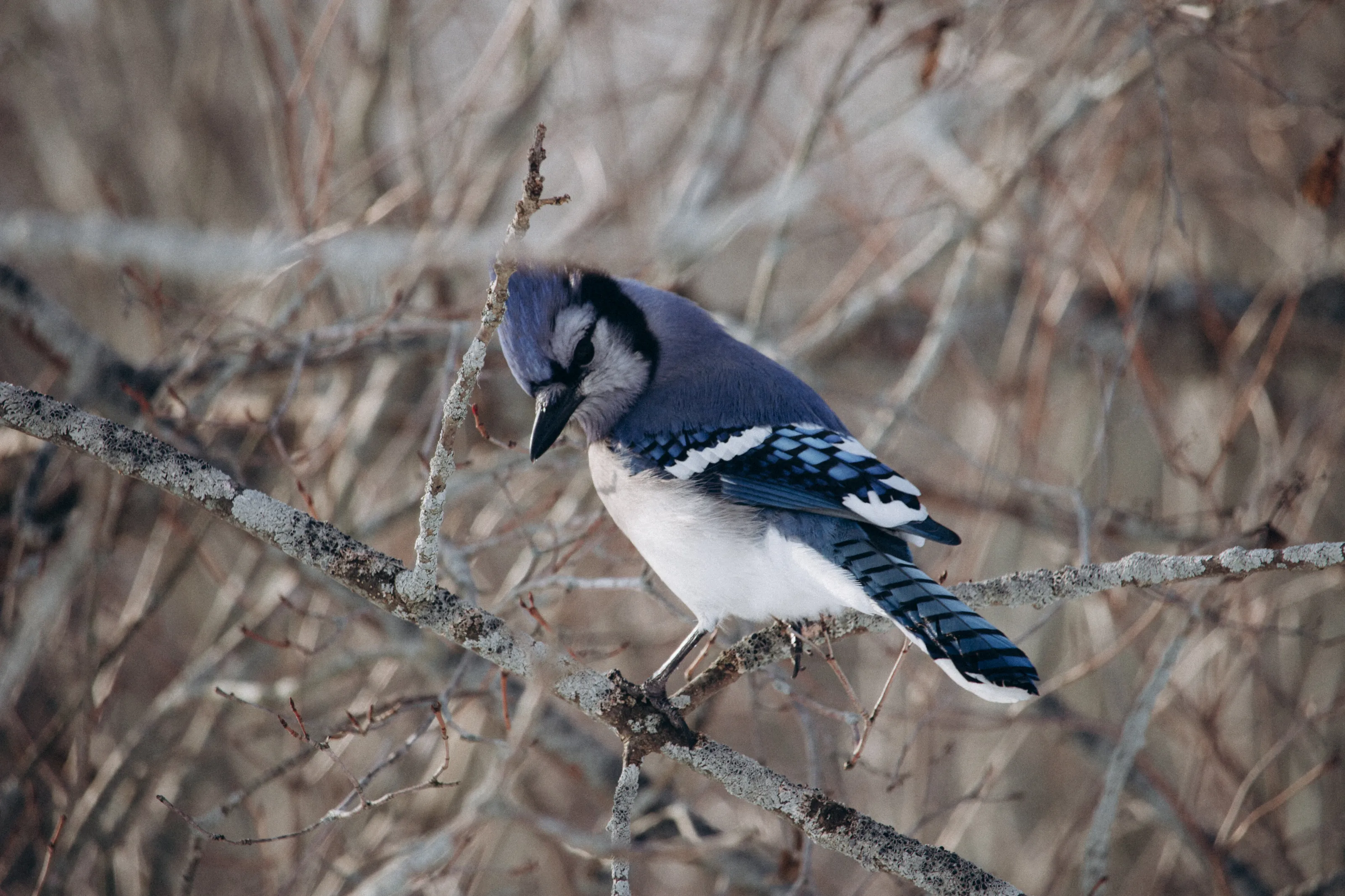 Blue Jay on a Winter Walk