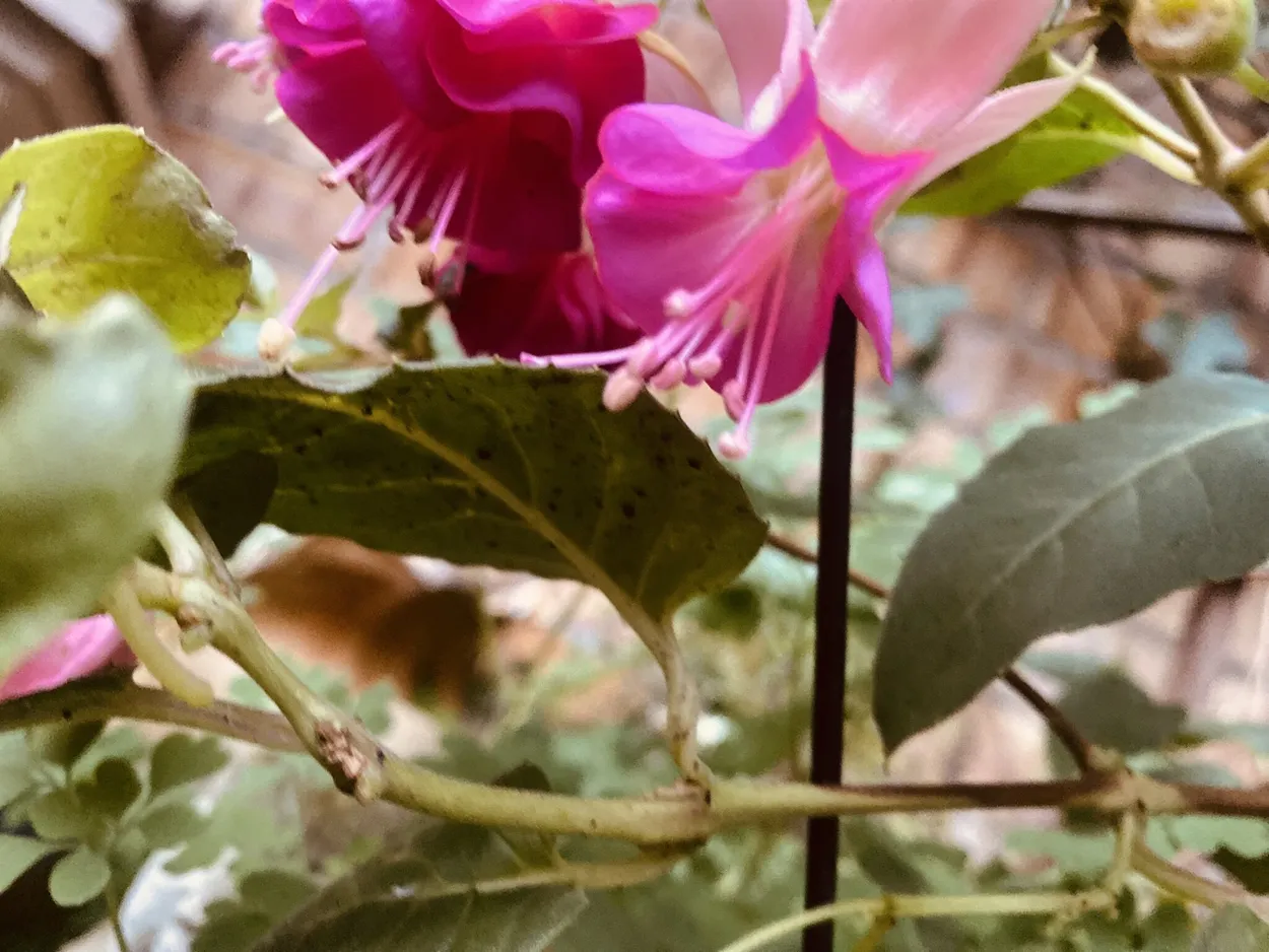 Winter bloom