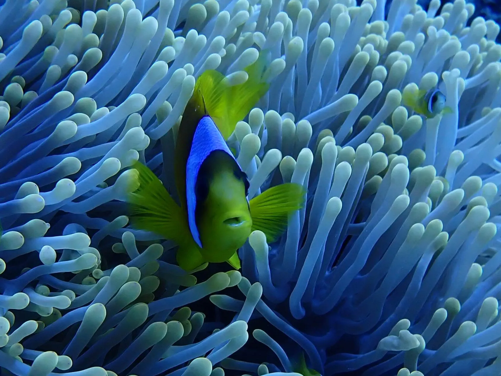 Real life nemo