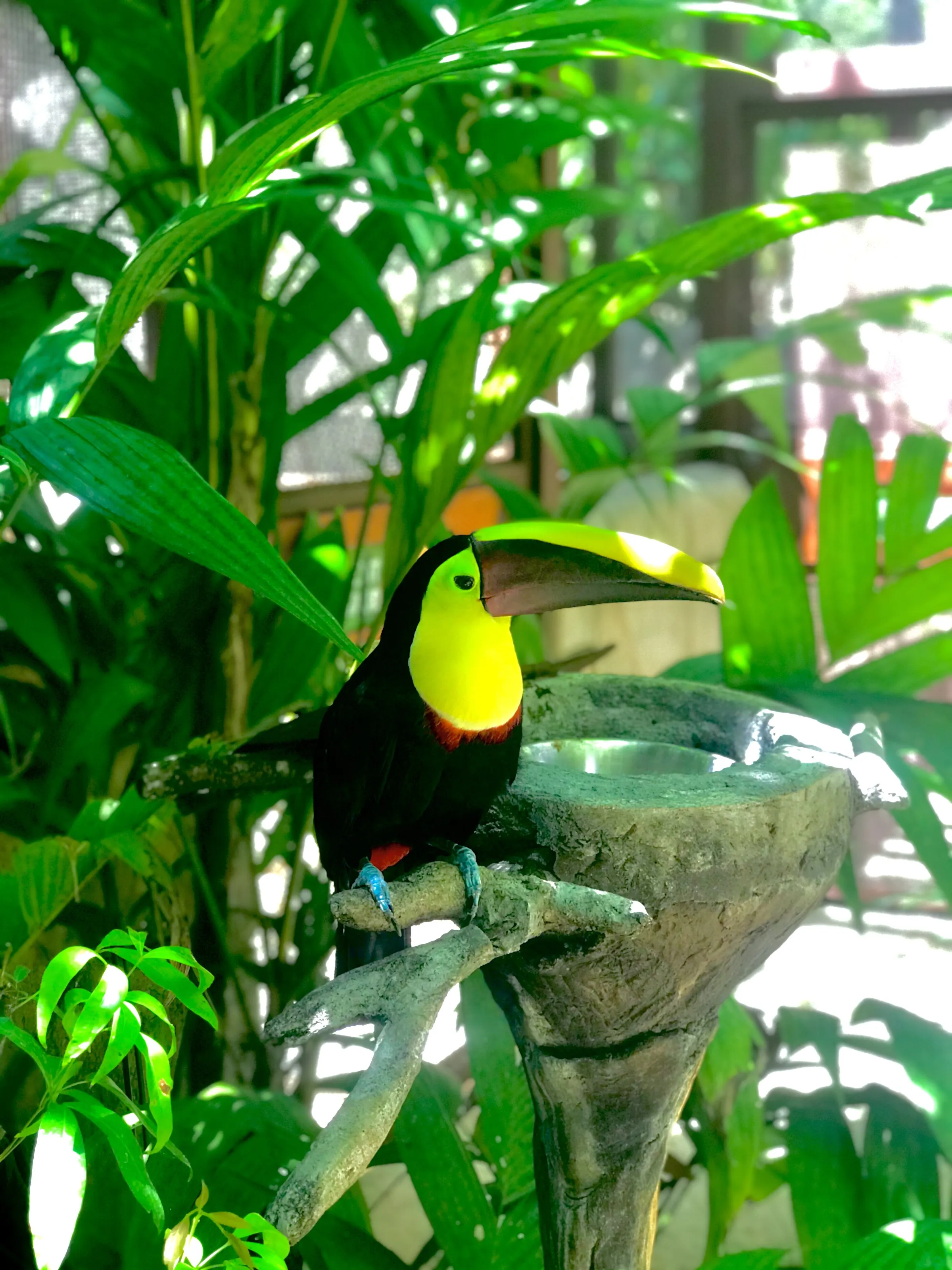 Toucan