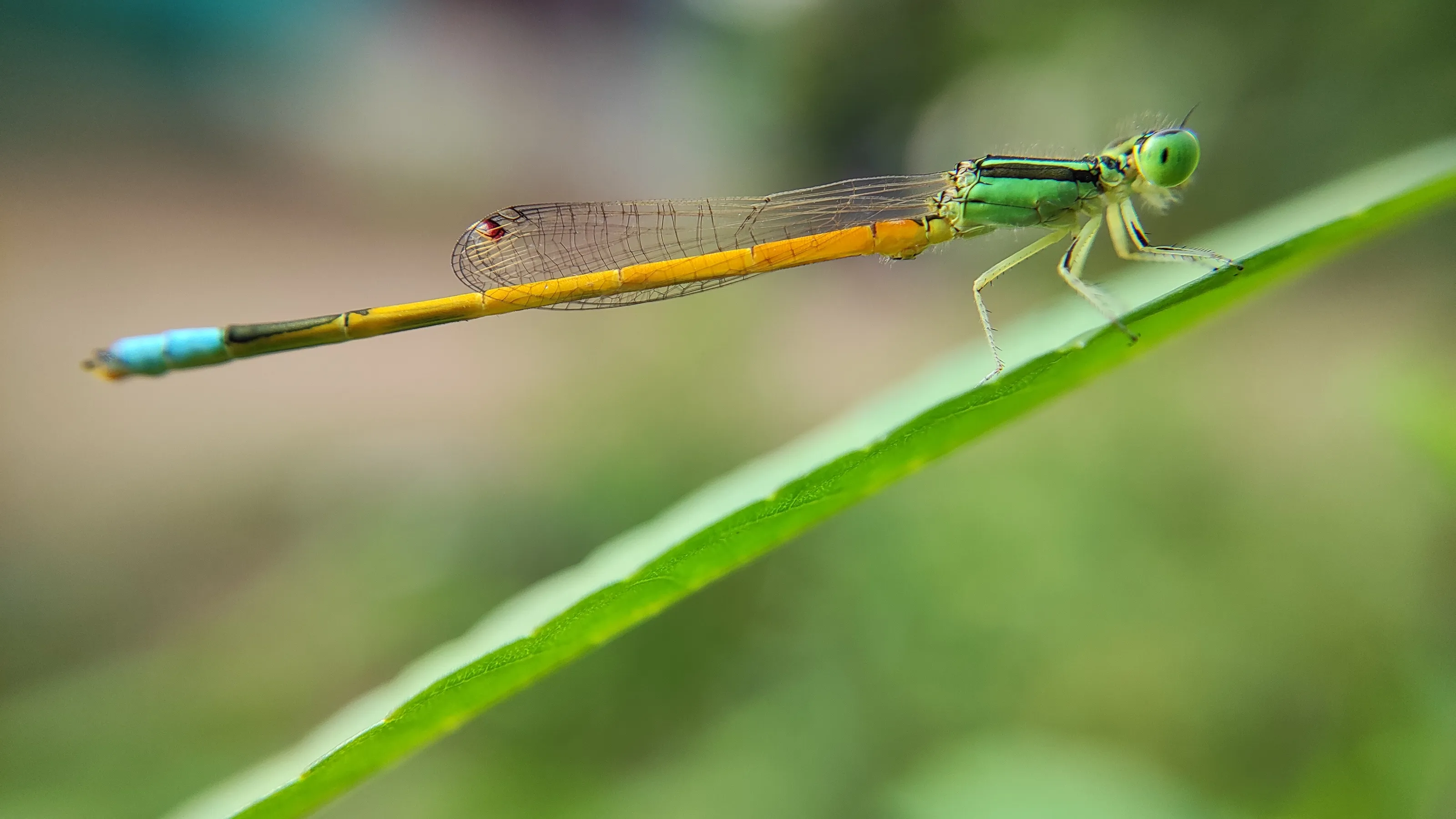 Green Dragon