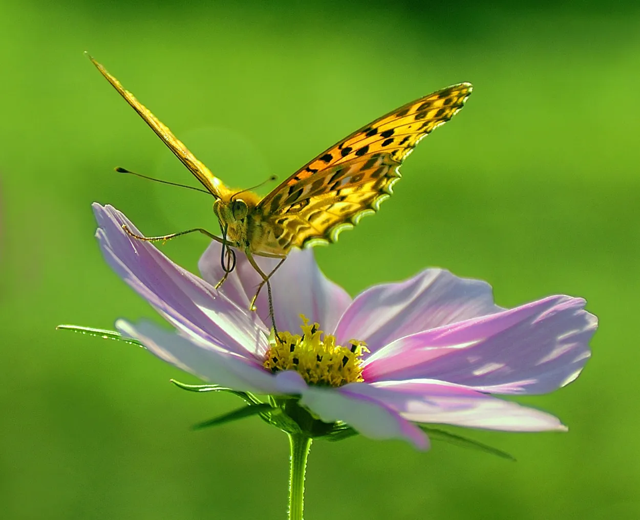 Entry 1996046
