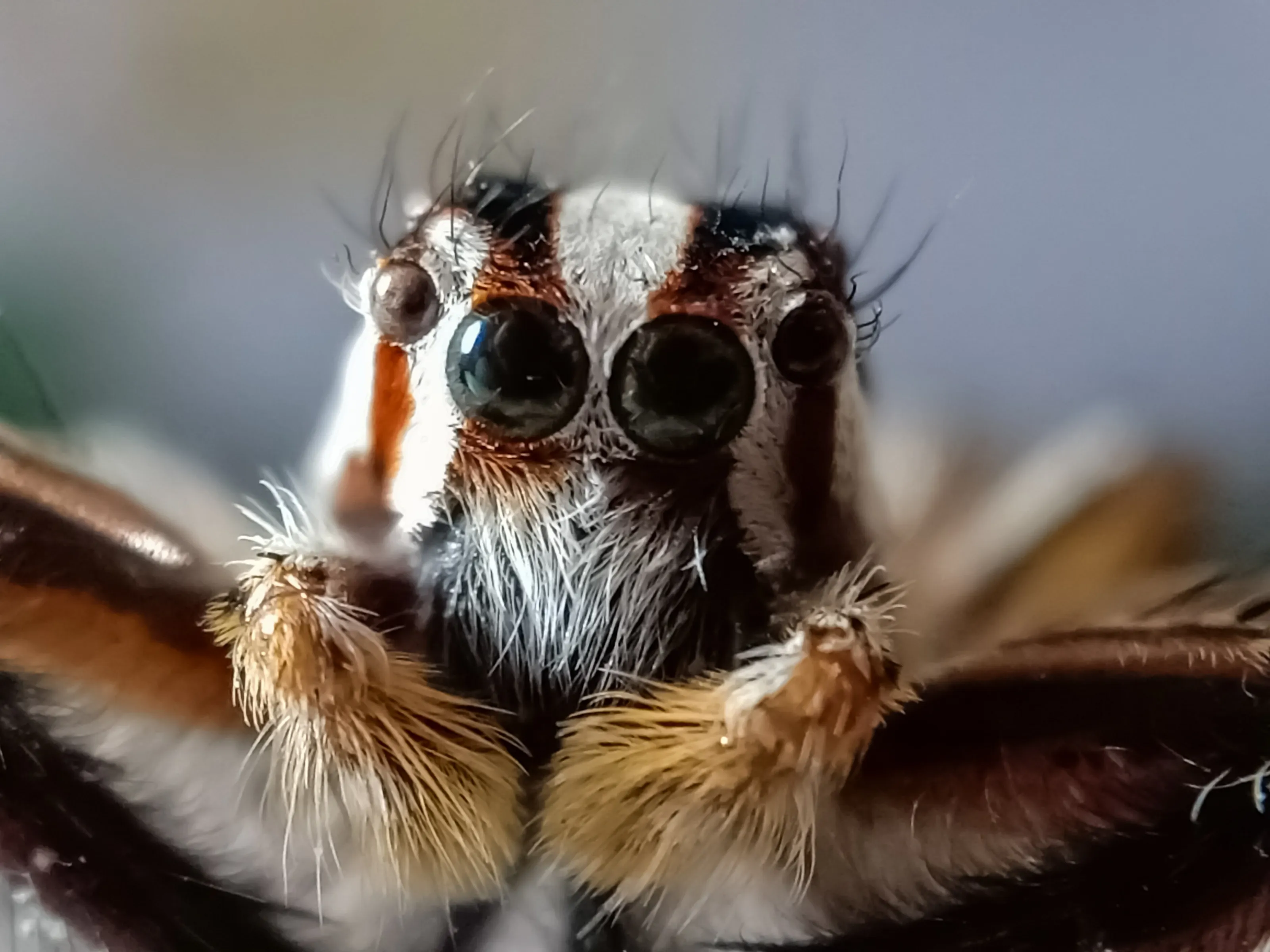 Spider look