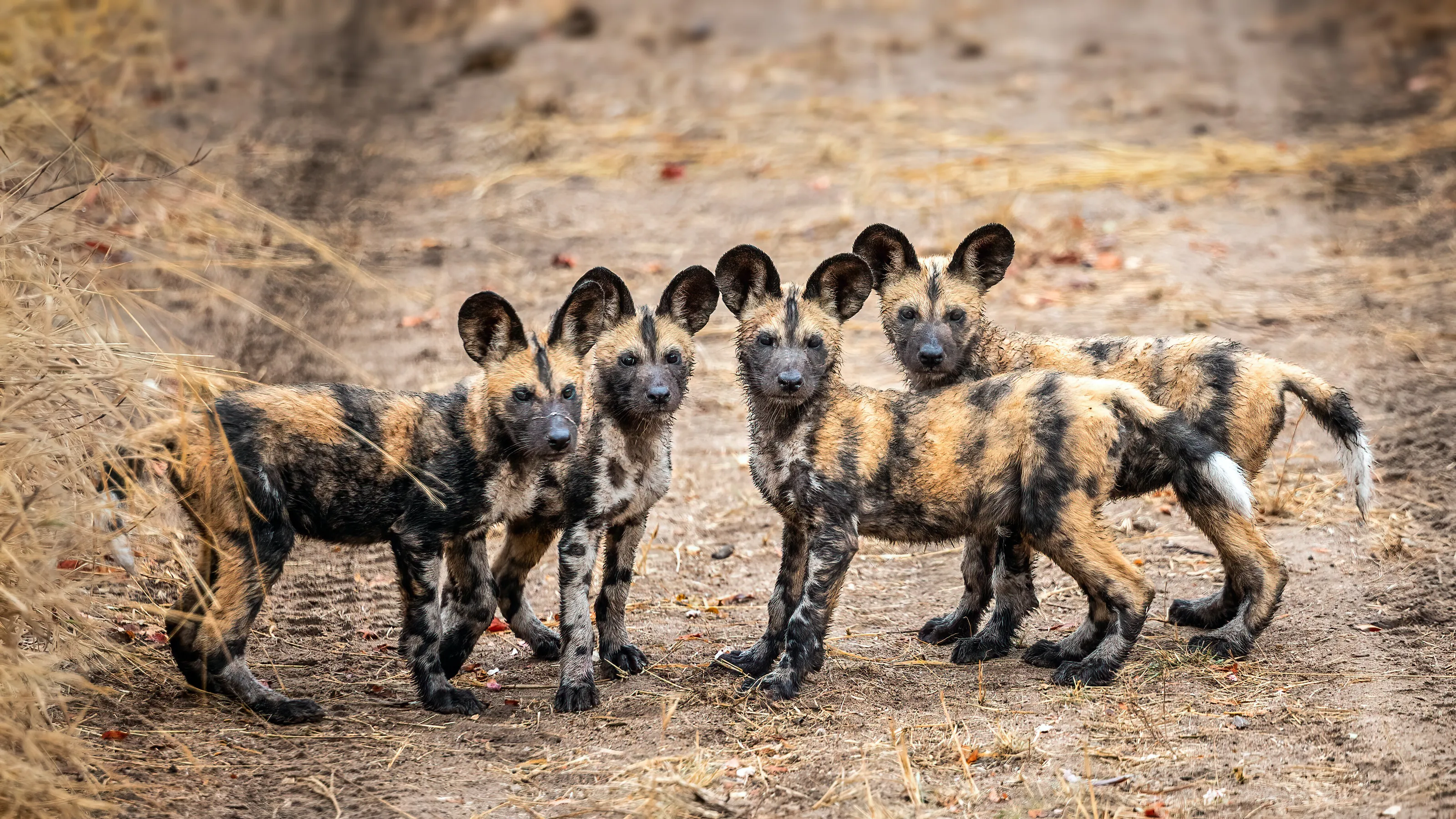 Wild Dog pups