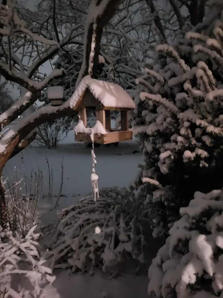 Bird feeder in the trees