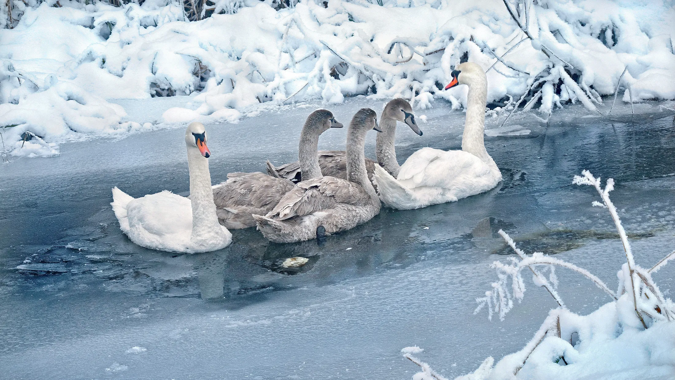 Swans in winter