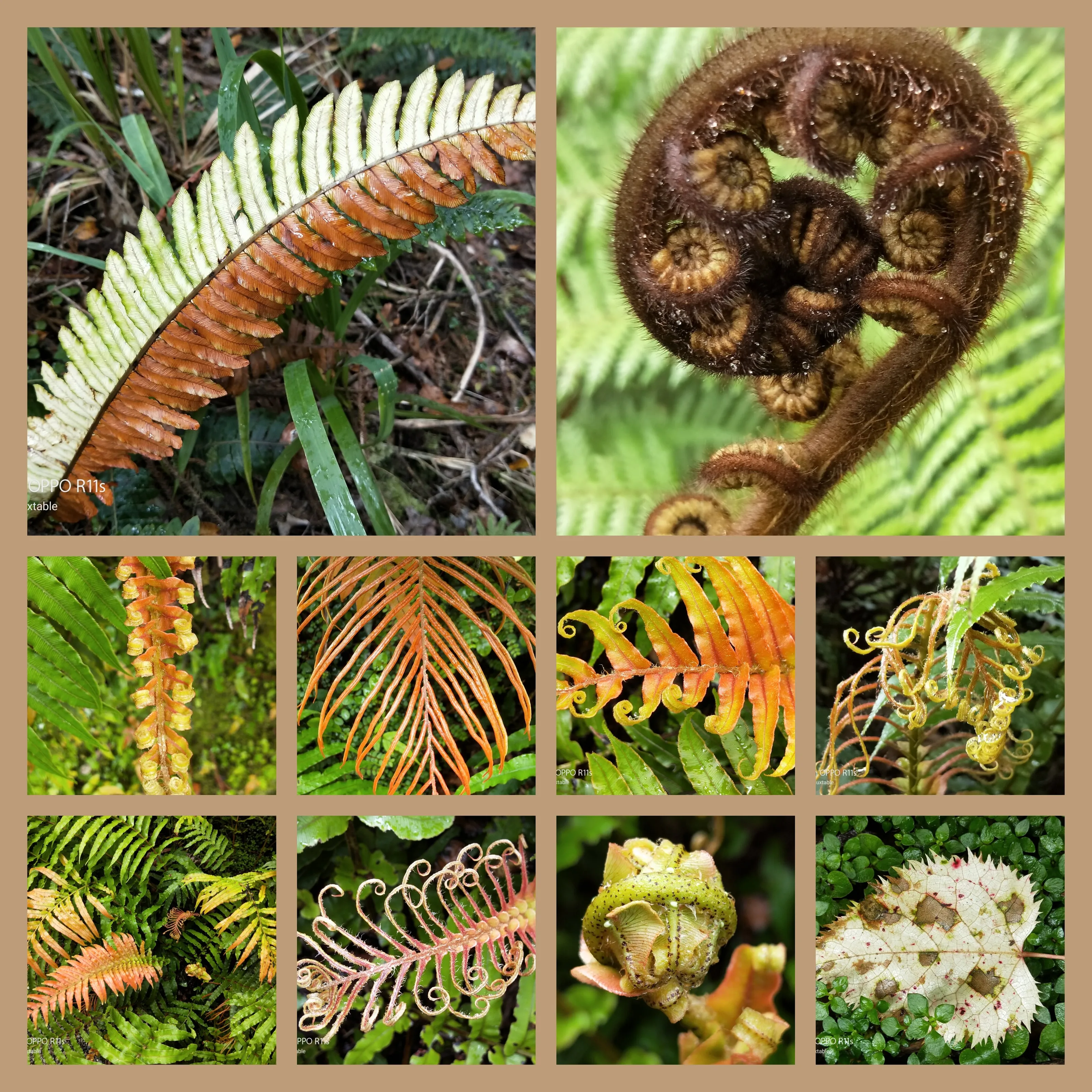 Follage at the gorge