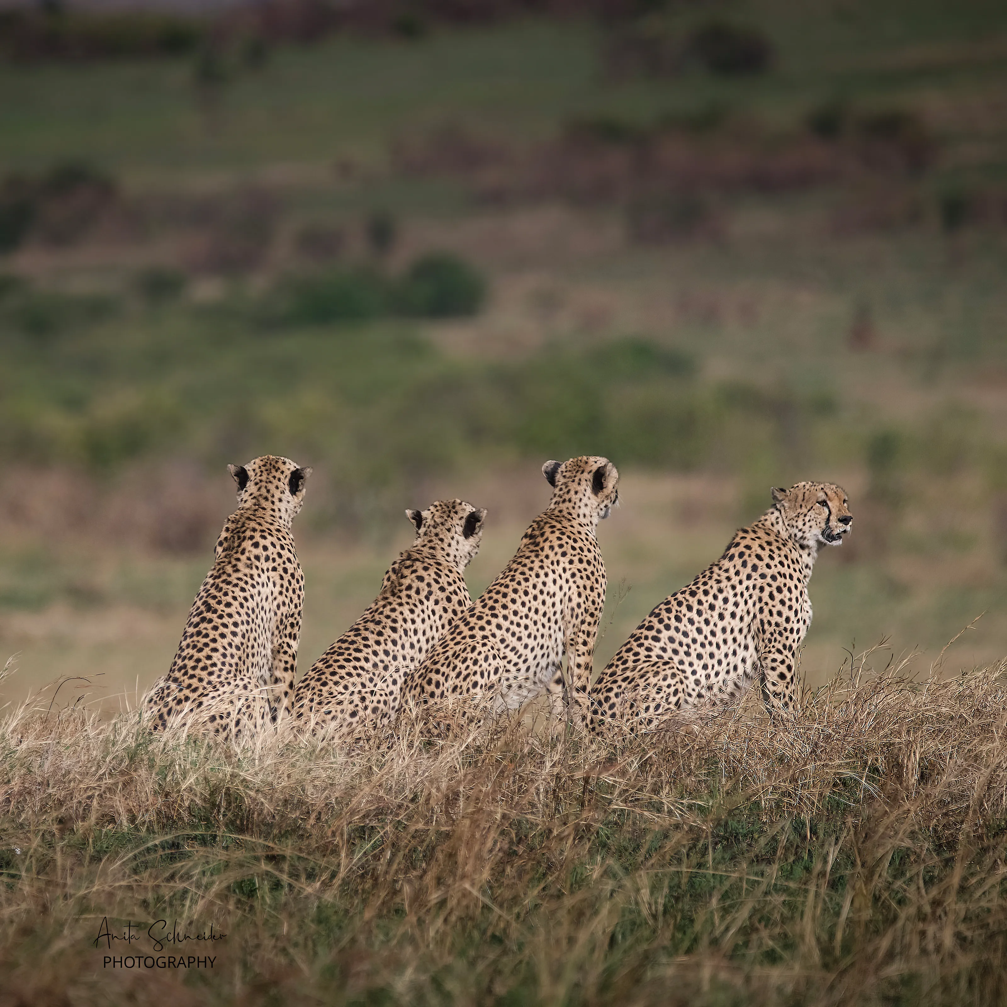 Four cheetahs of Masai Mara