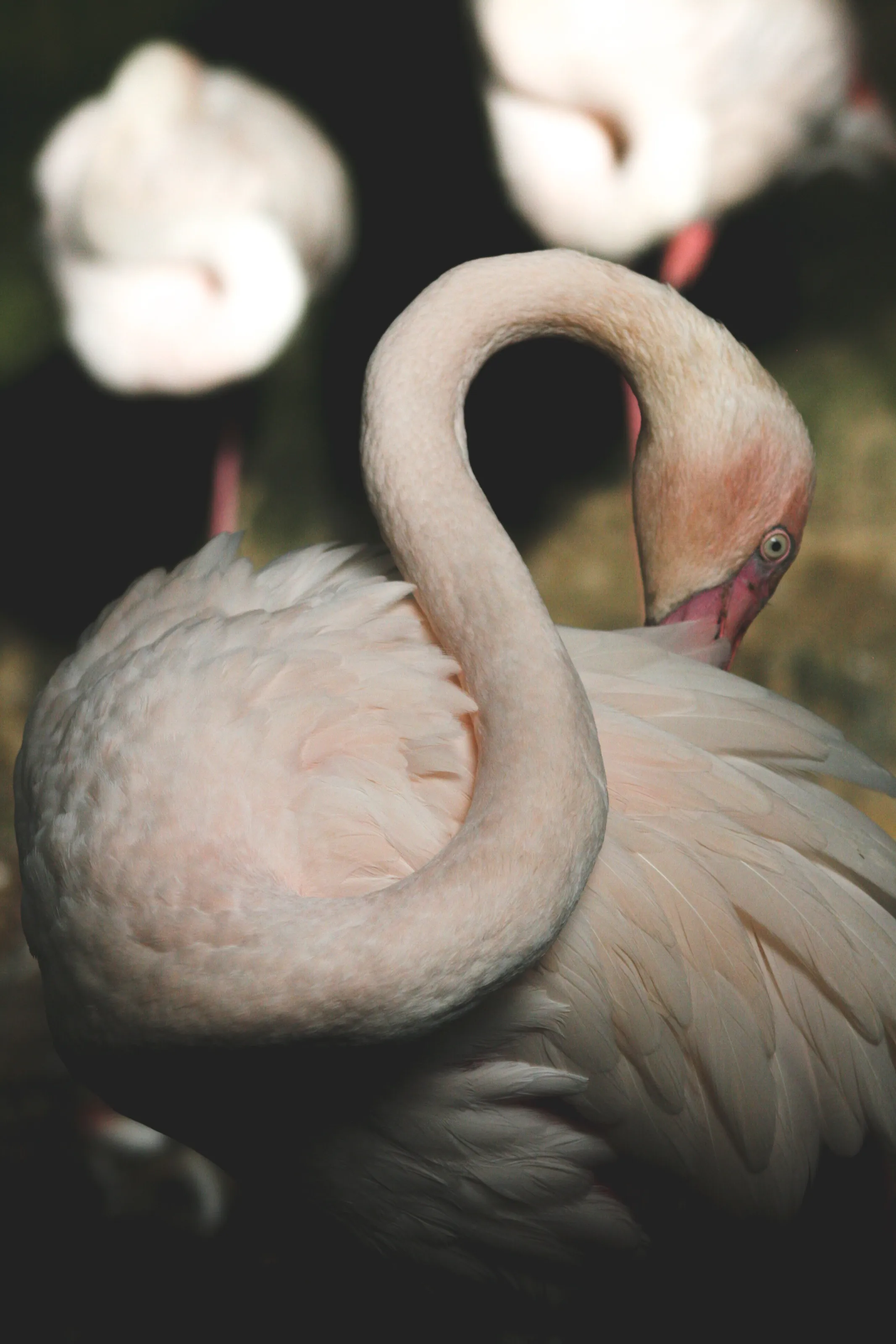 Reaching an itch