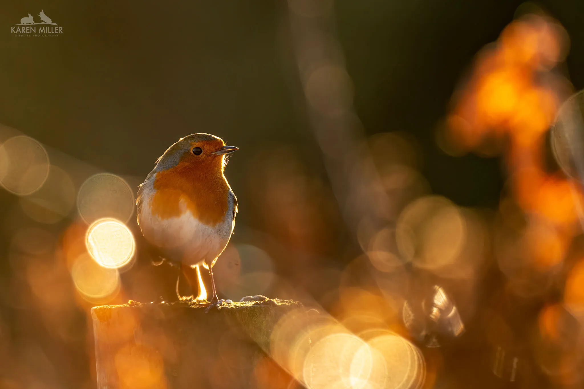 Robin