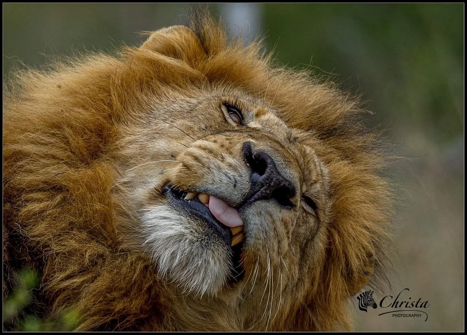 Lions are cute too