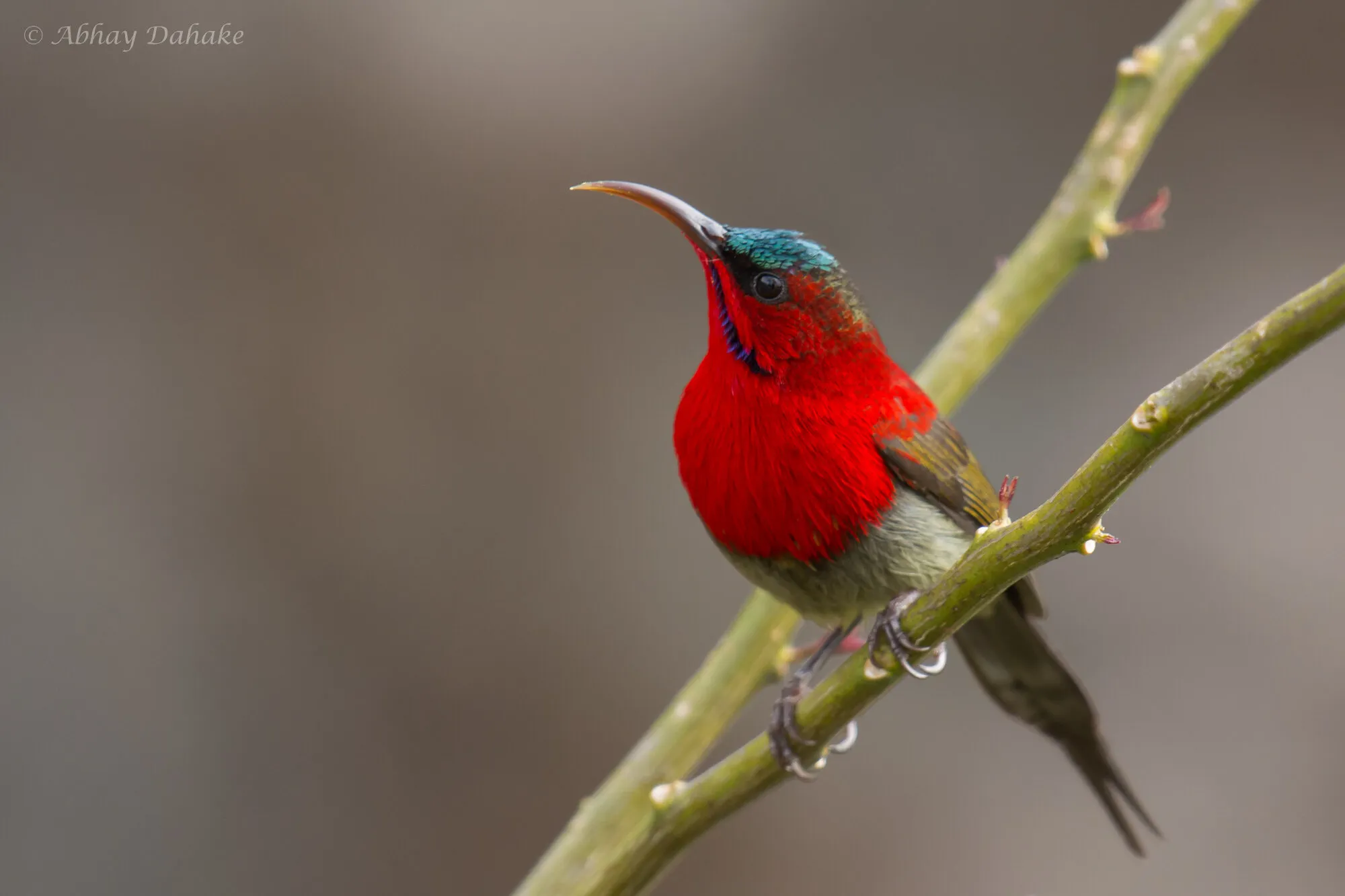 Crimson Sunbird