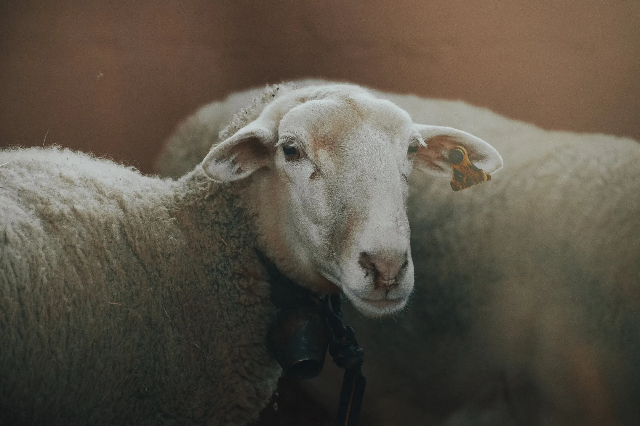Sheep