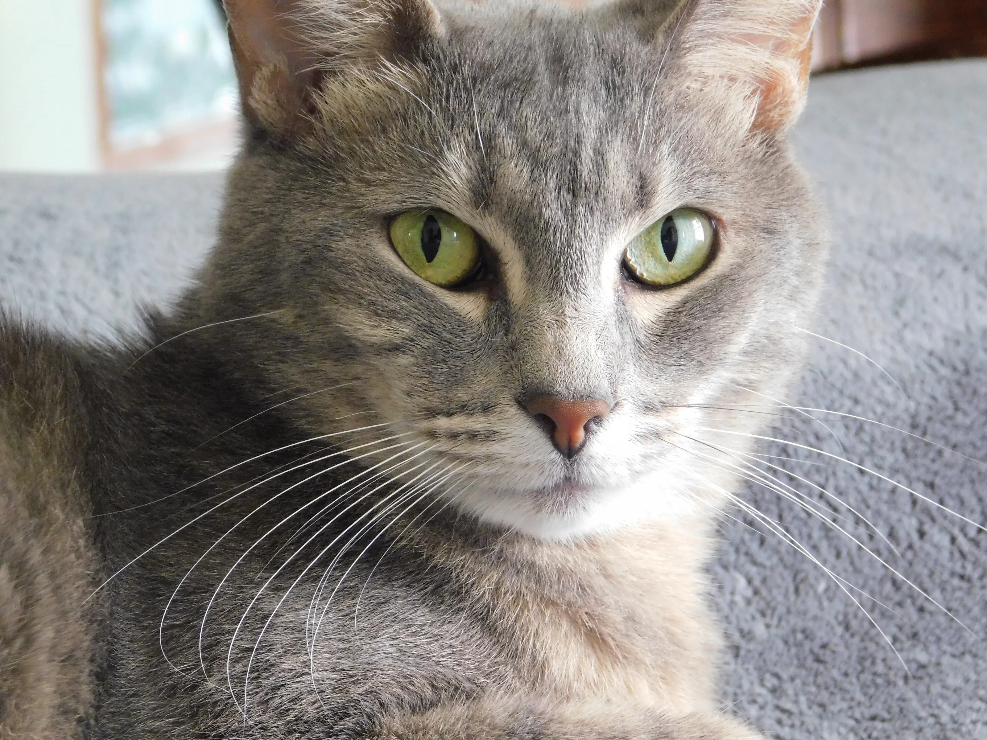 Eye's of a Cat
