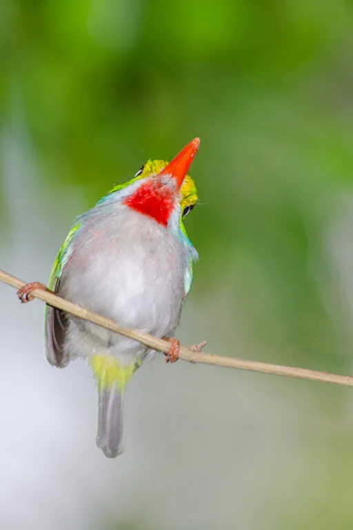 Cartacuba/Cuban Tody (Todus multicolor)