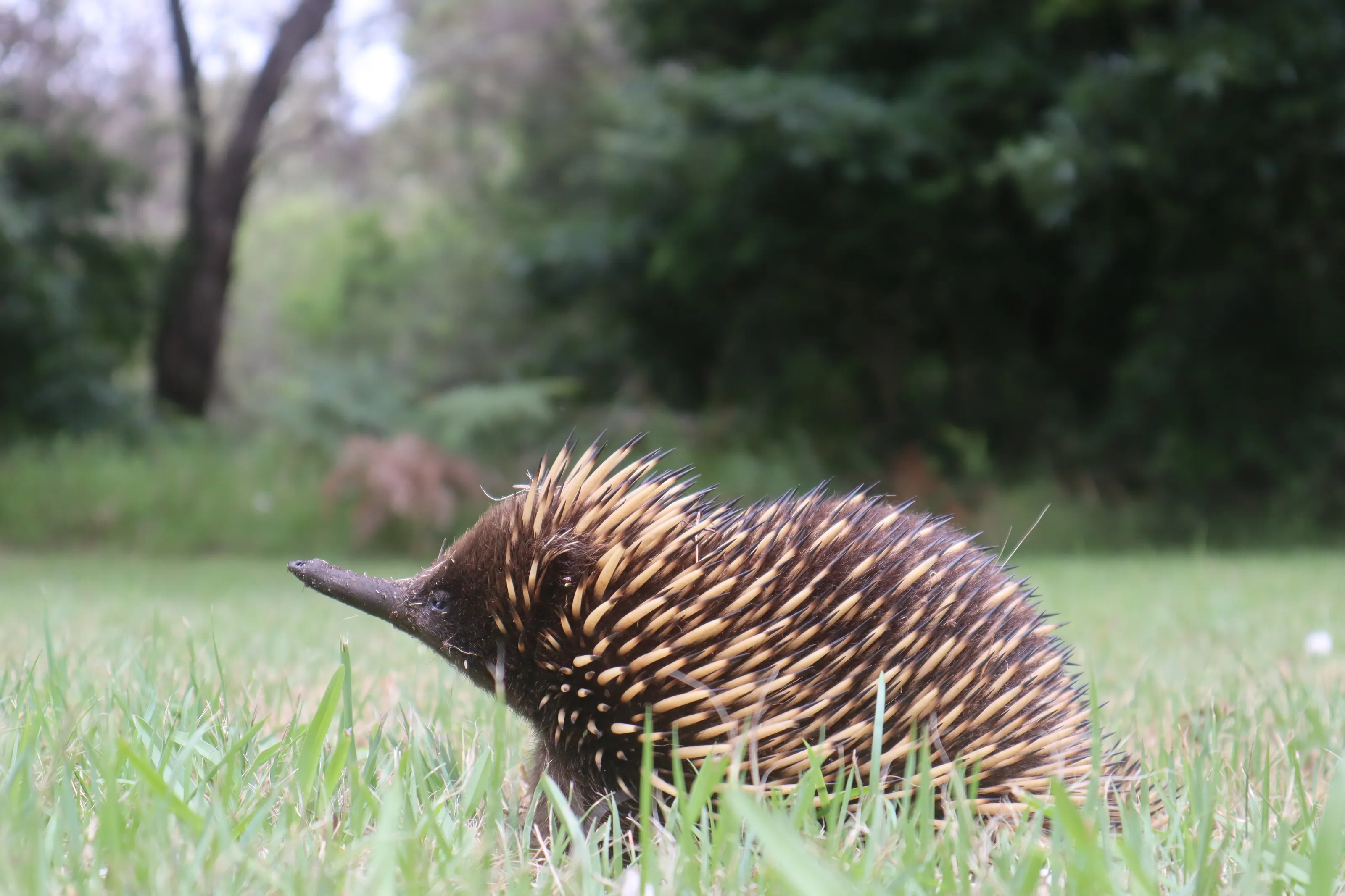 echidna