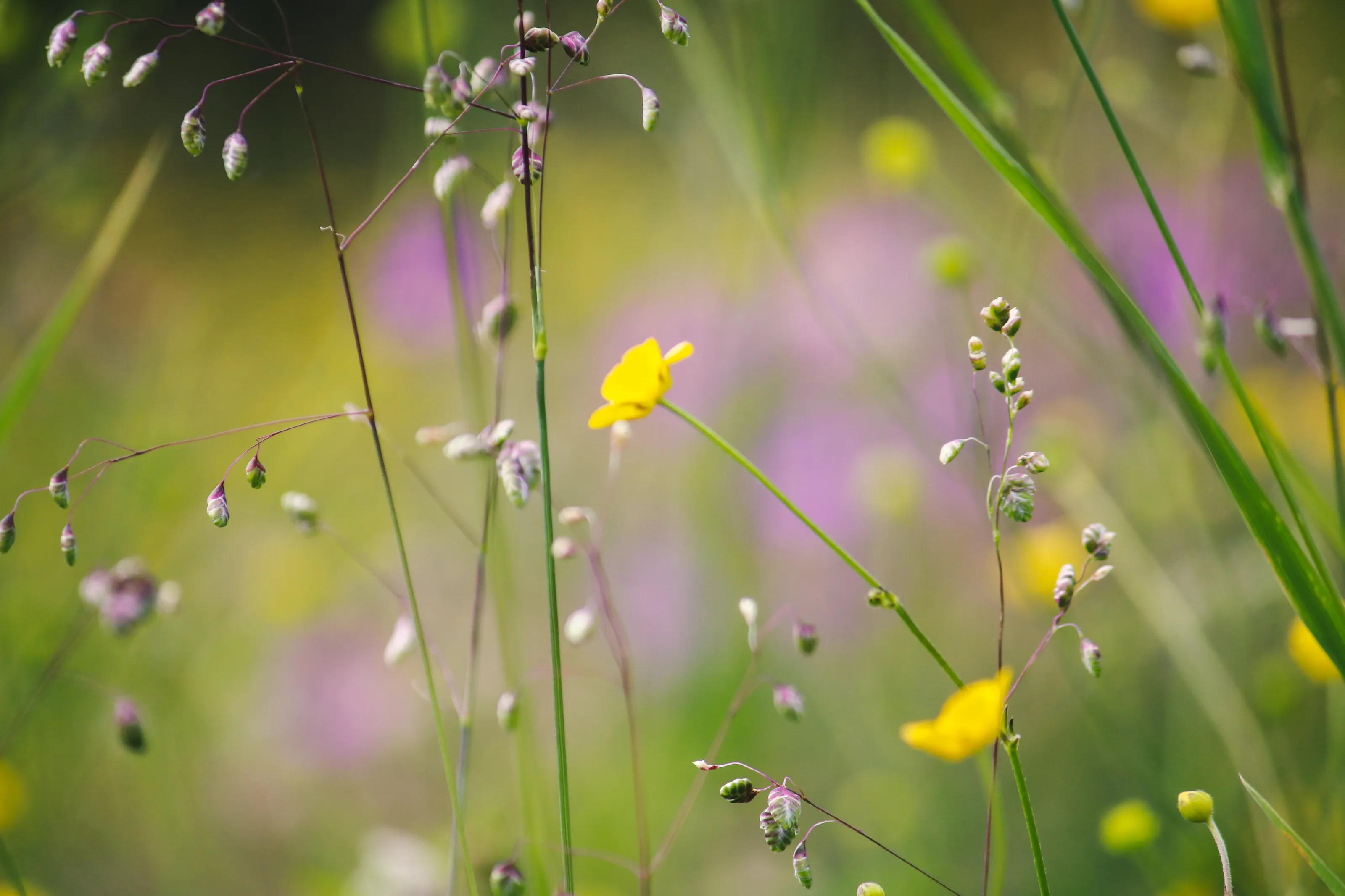 Meadow