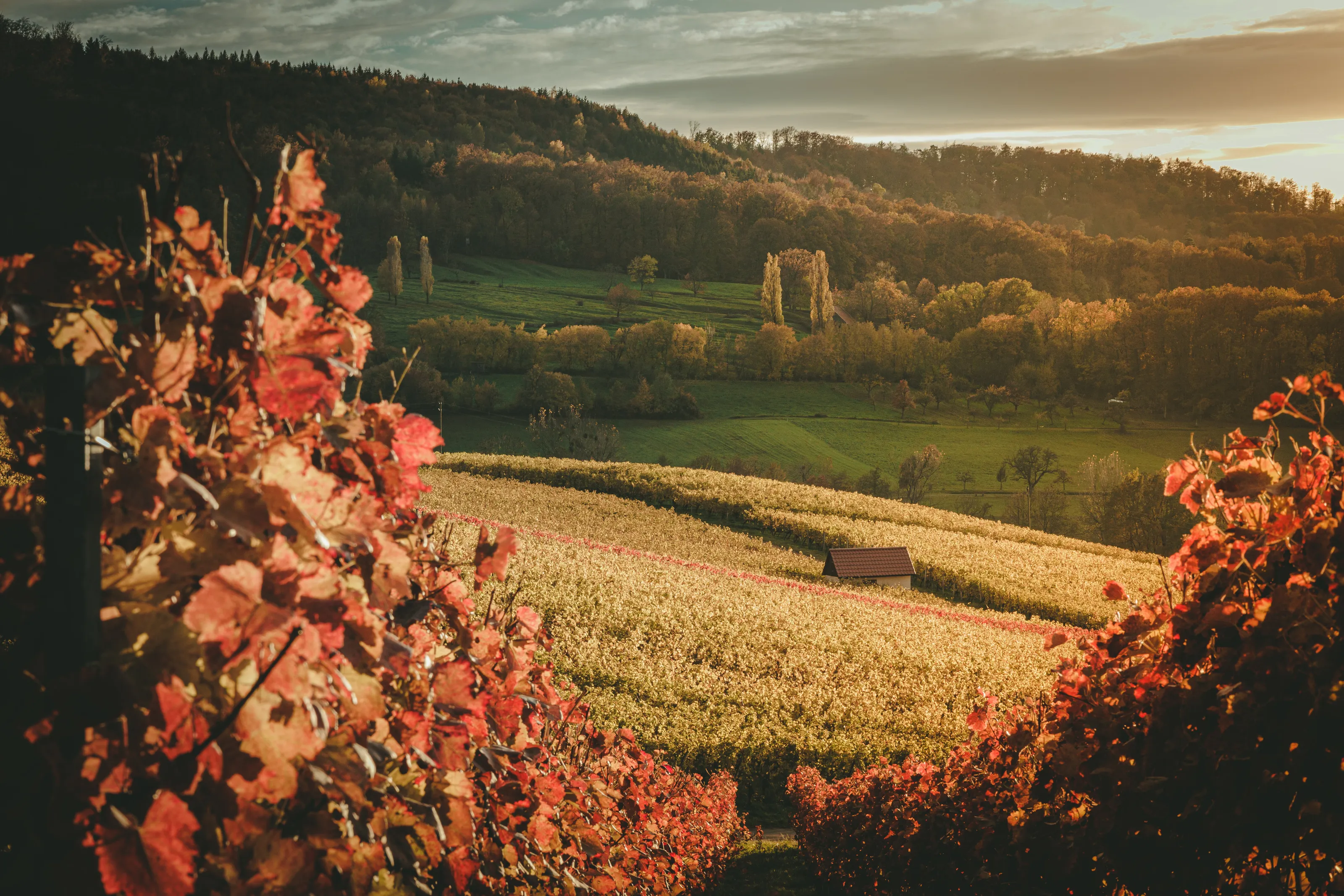 German winery