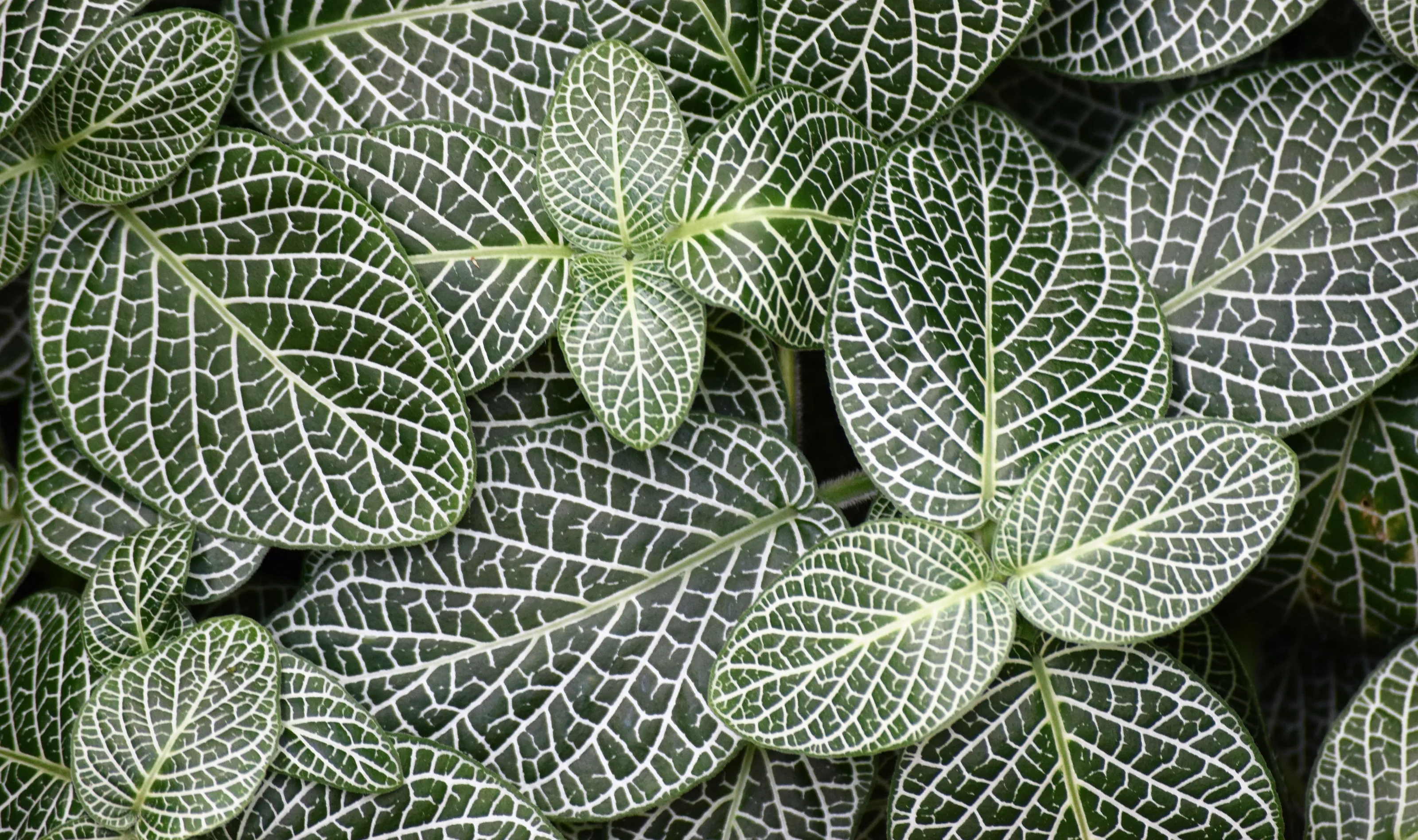 Visible Veins