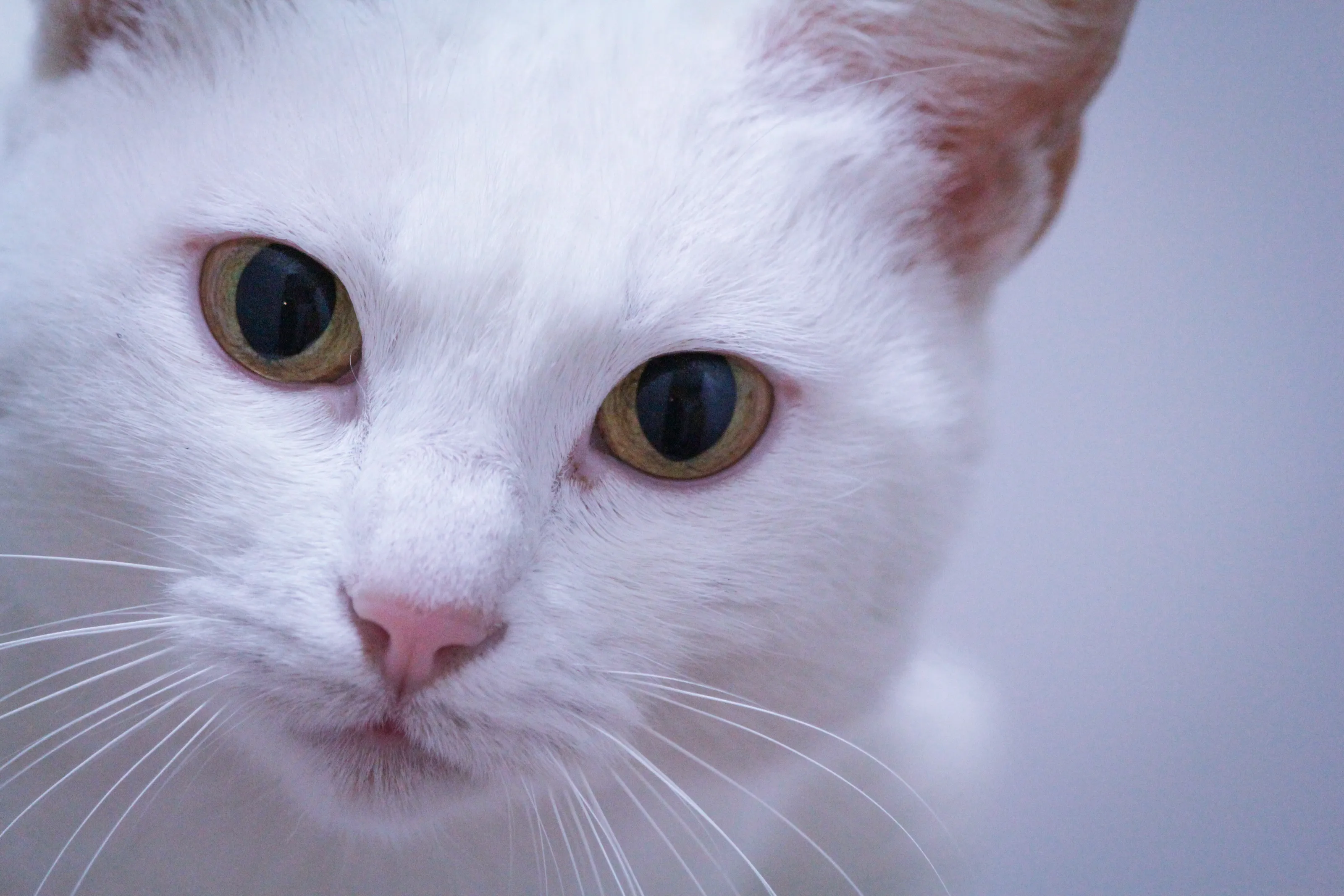 Occhi di gatto
