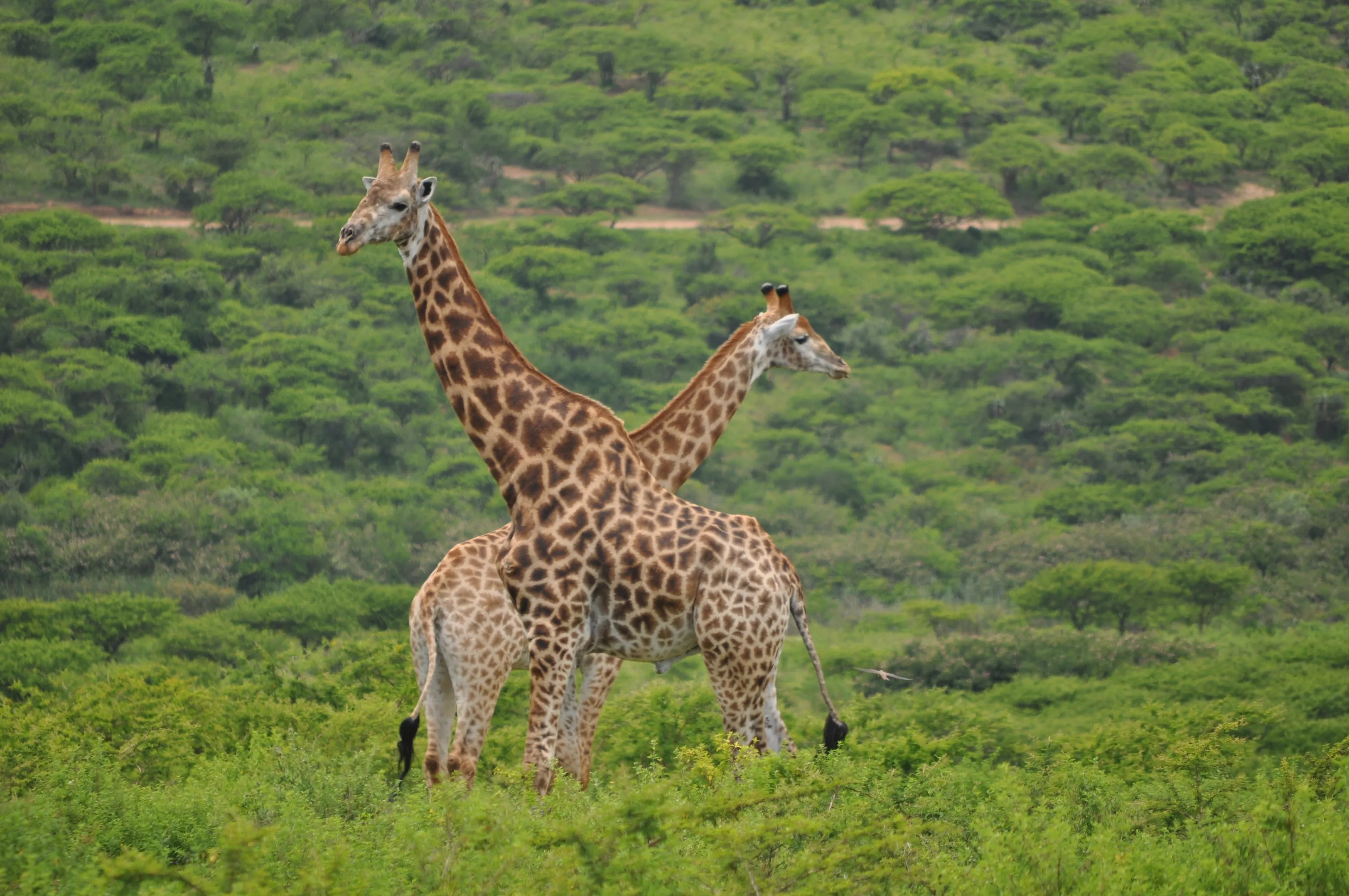 Giraffes at Tala Game Reserve
