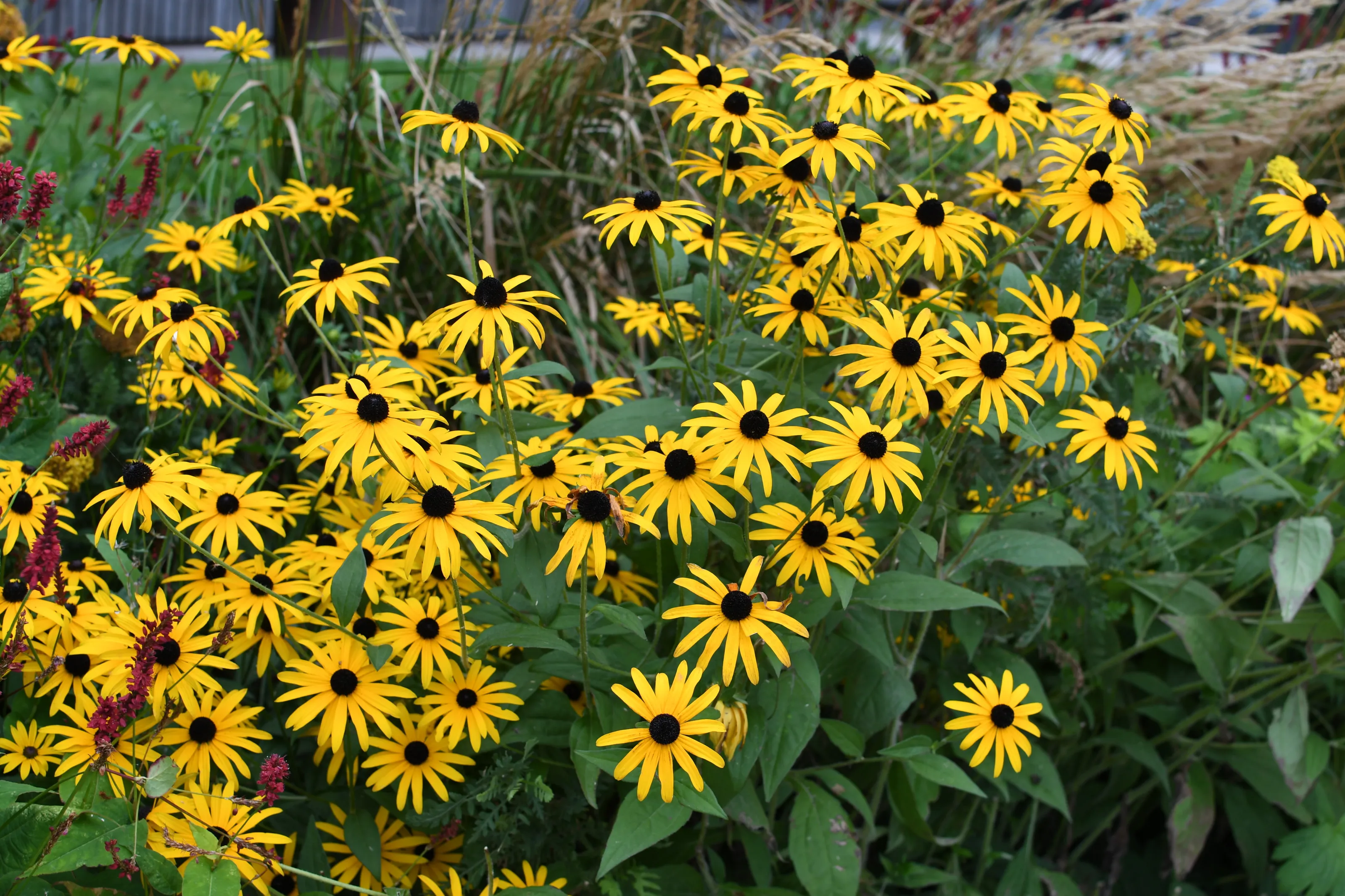 Black-Eyed Susan
