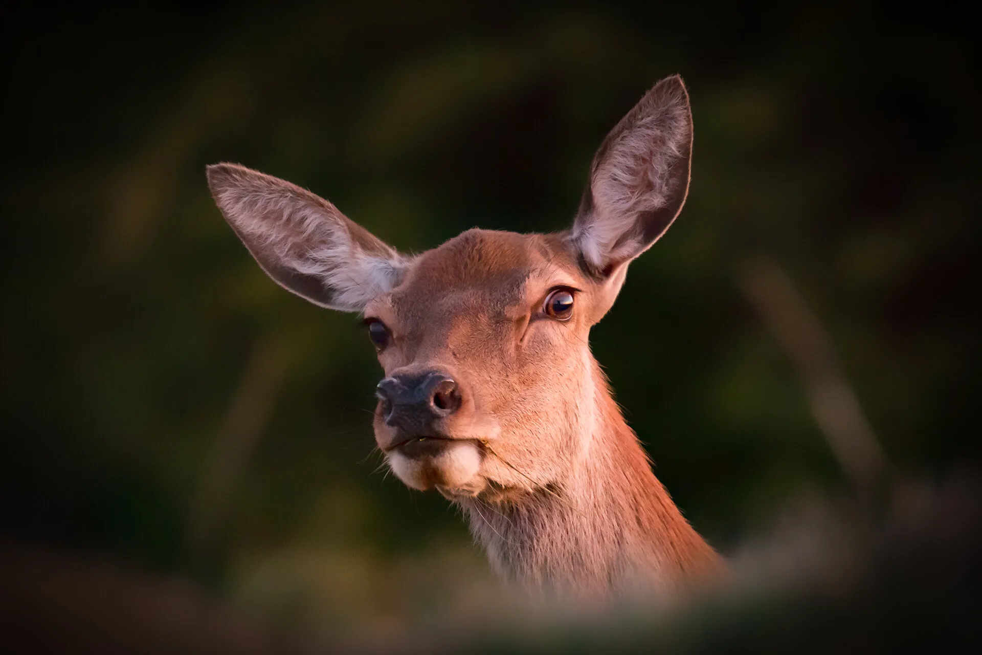 Red Deer