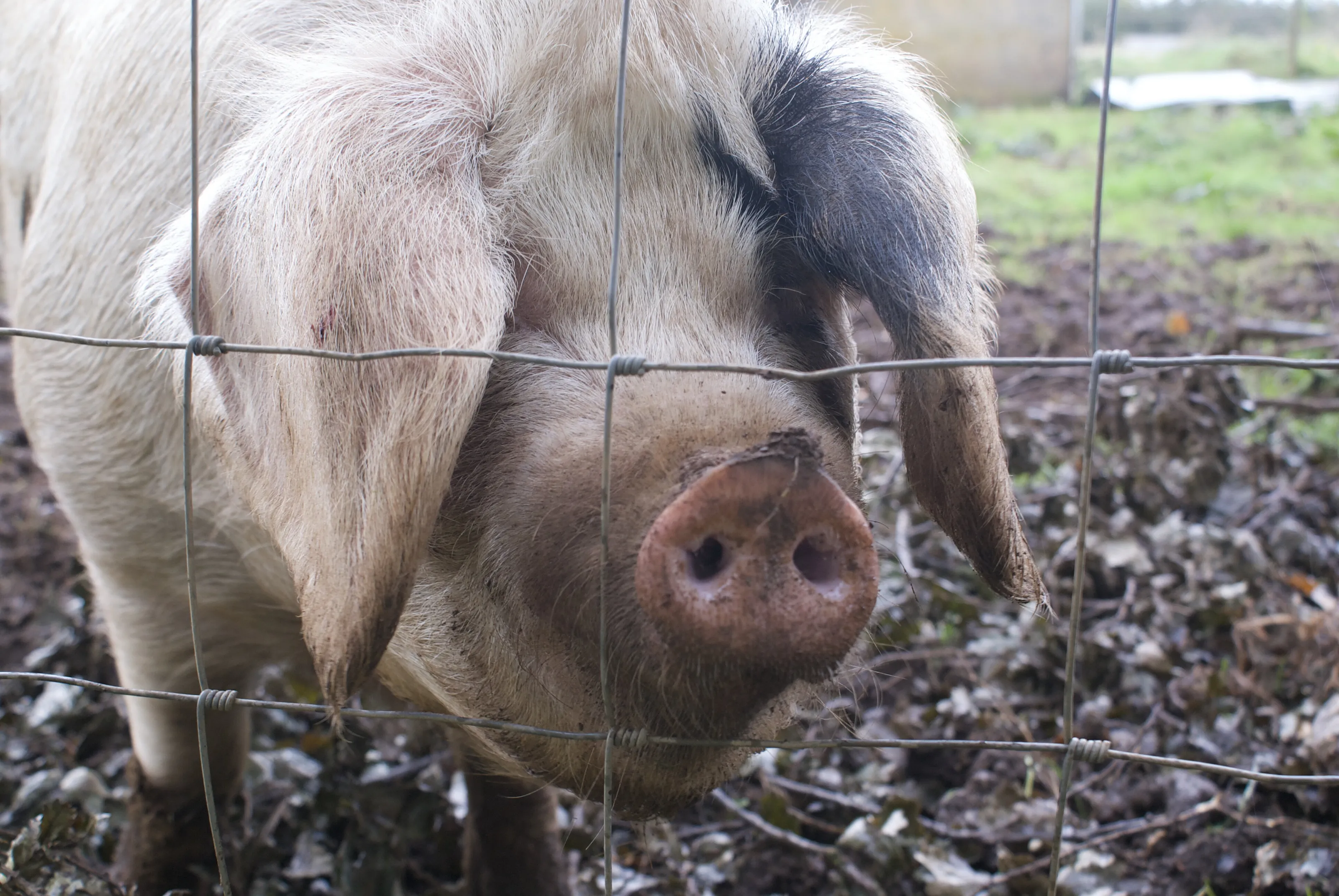 pig