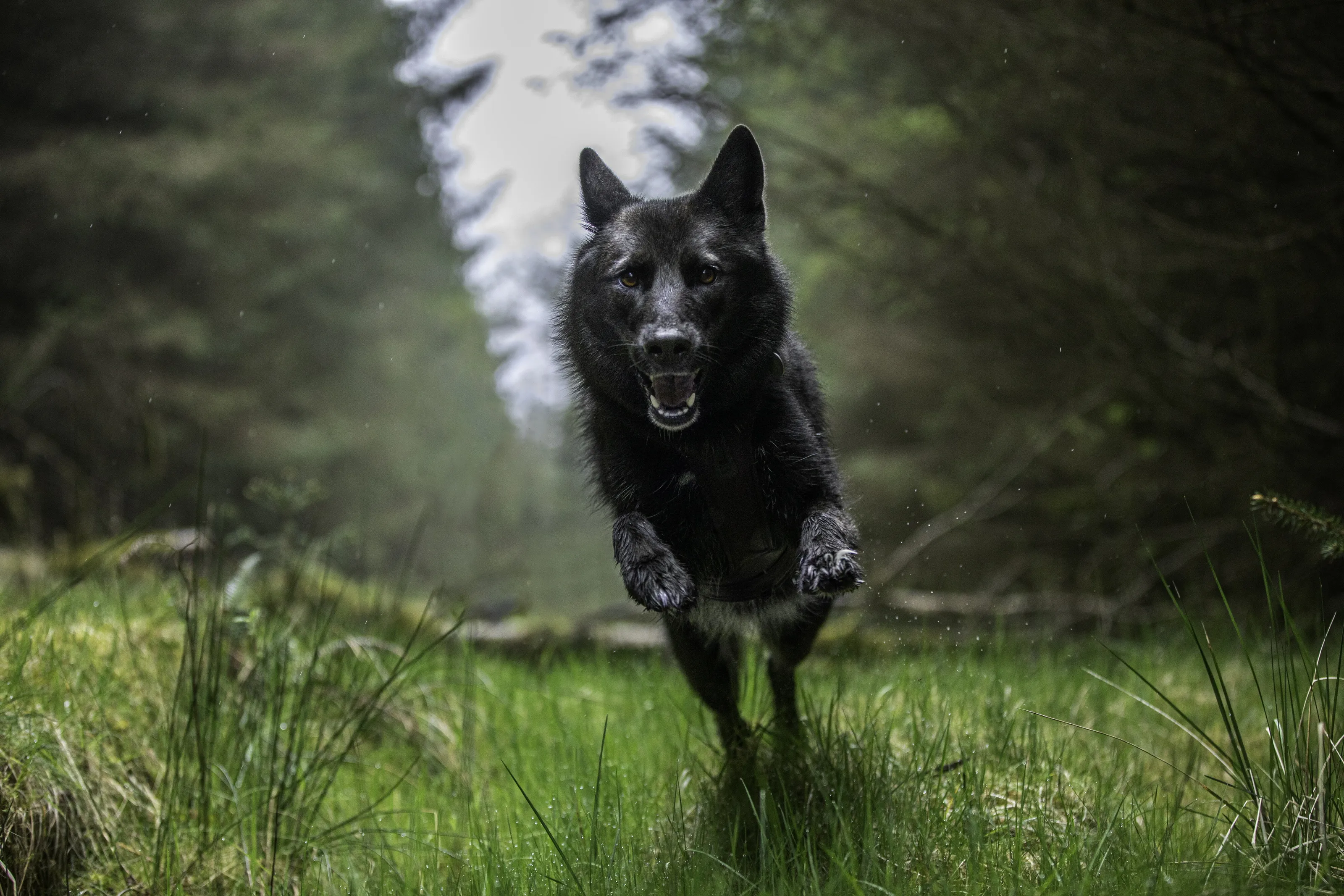 Tamaskan Dog in the woods