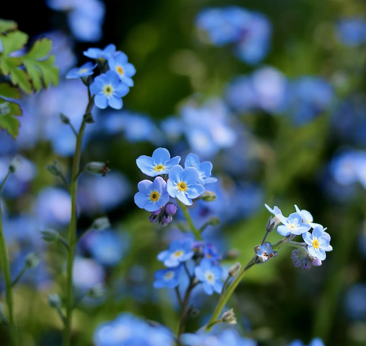 Entry 18098216