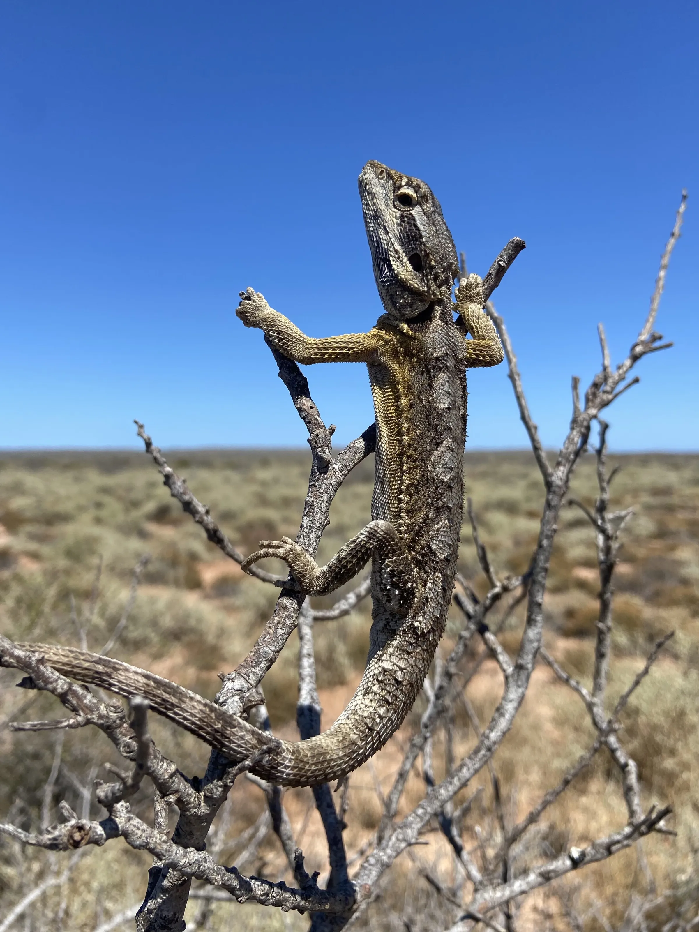 Desert Dragon