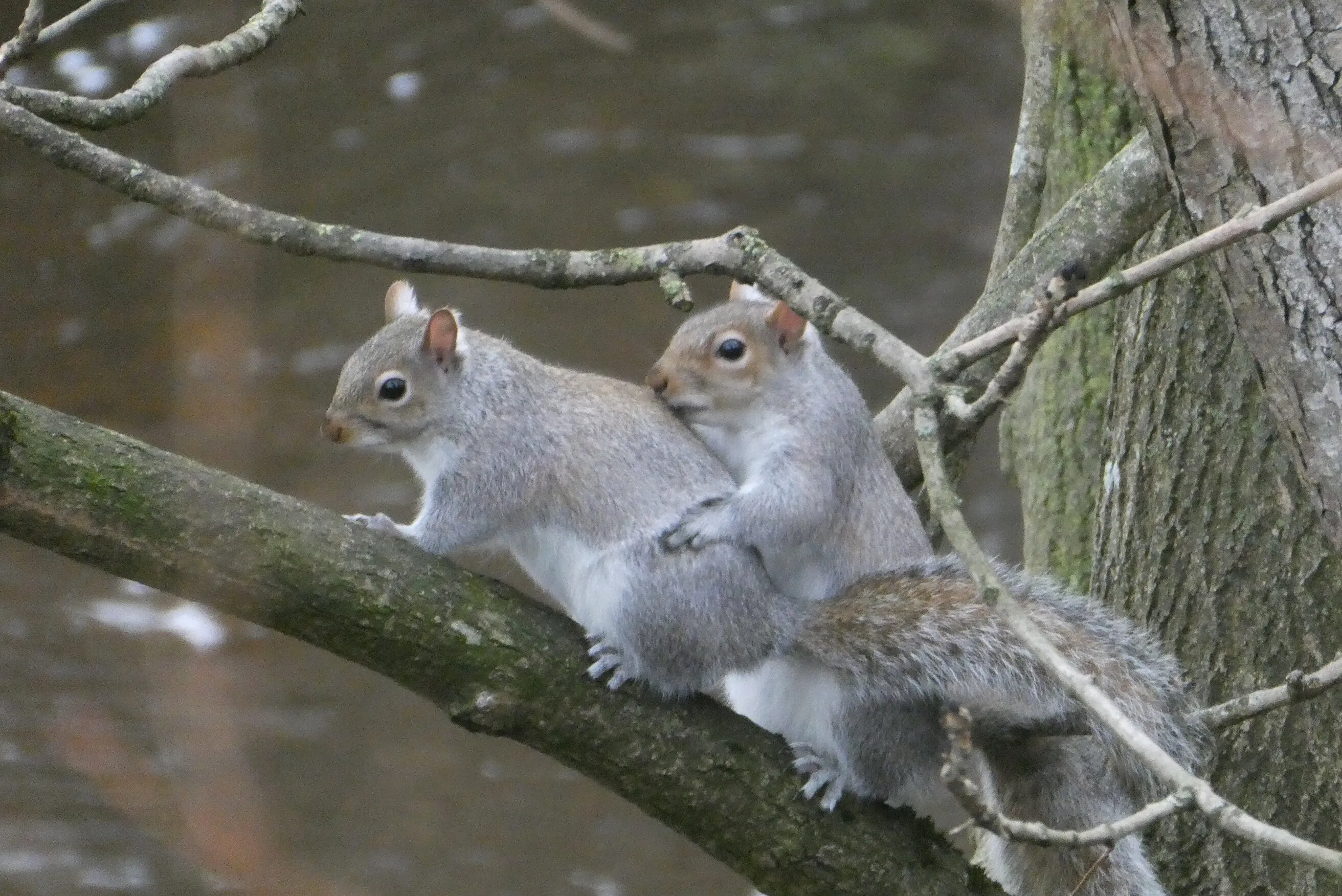 grey squirrels
